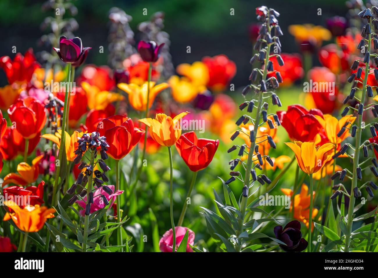 Tulips and Fritillaria Persicablooming in Carl Johans Park during early May in Norrköping. Norrköping is a historic industrial town in Sweden. Stock Photo