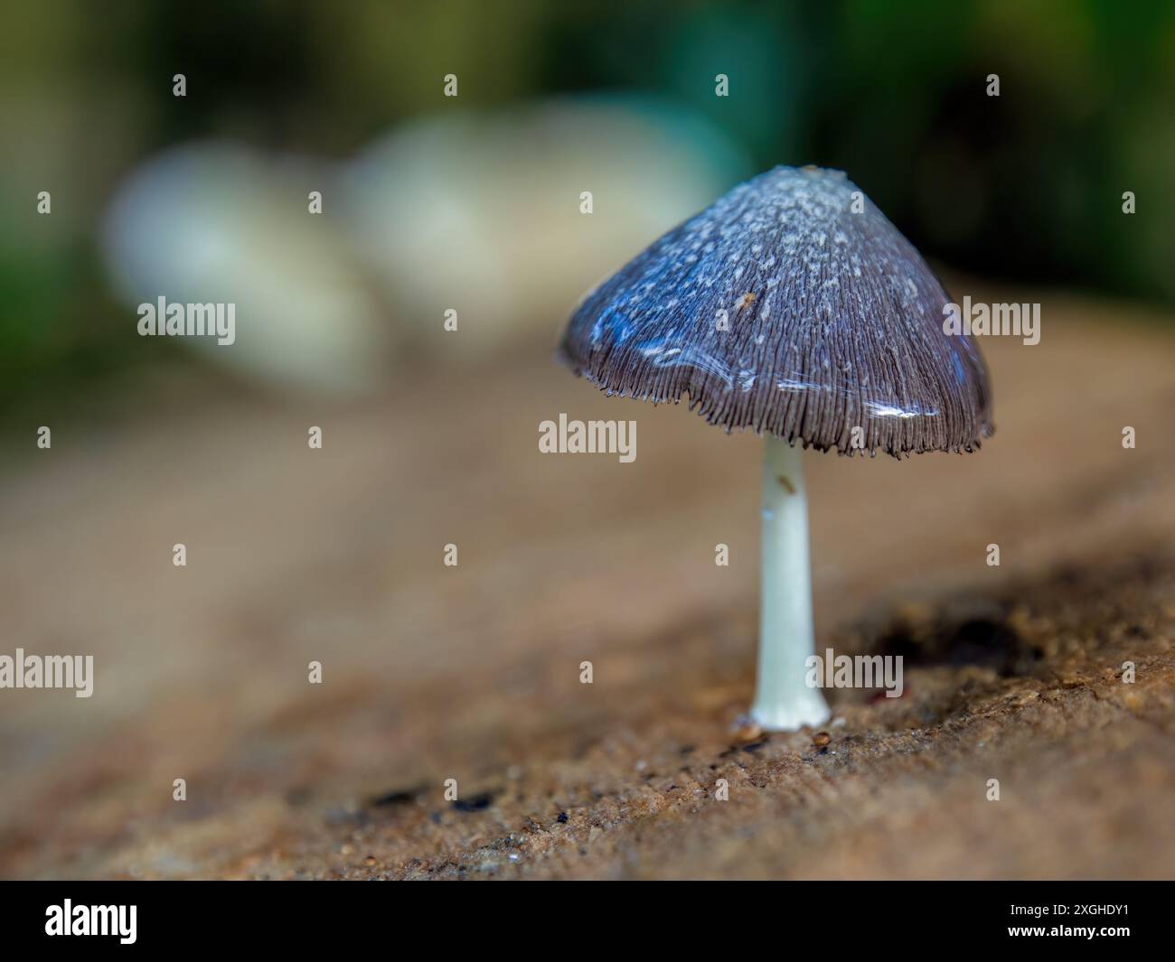 Macro photography of a tiny pluteus longistriatus mushroom growing in ...