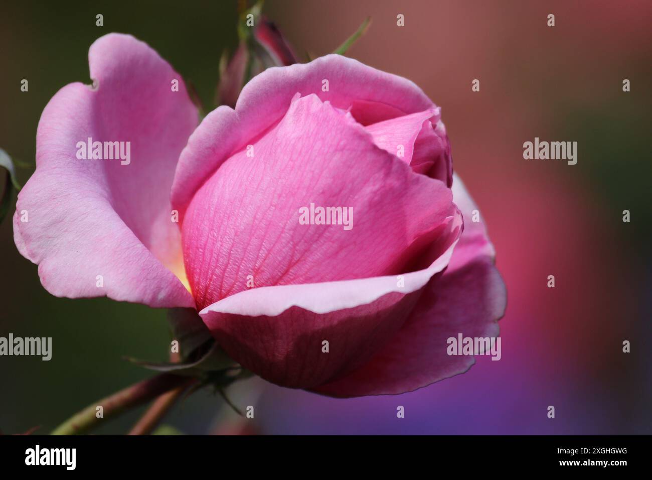 Classic beautiful garden roses hi-res stock photography and images - Alamy