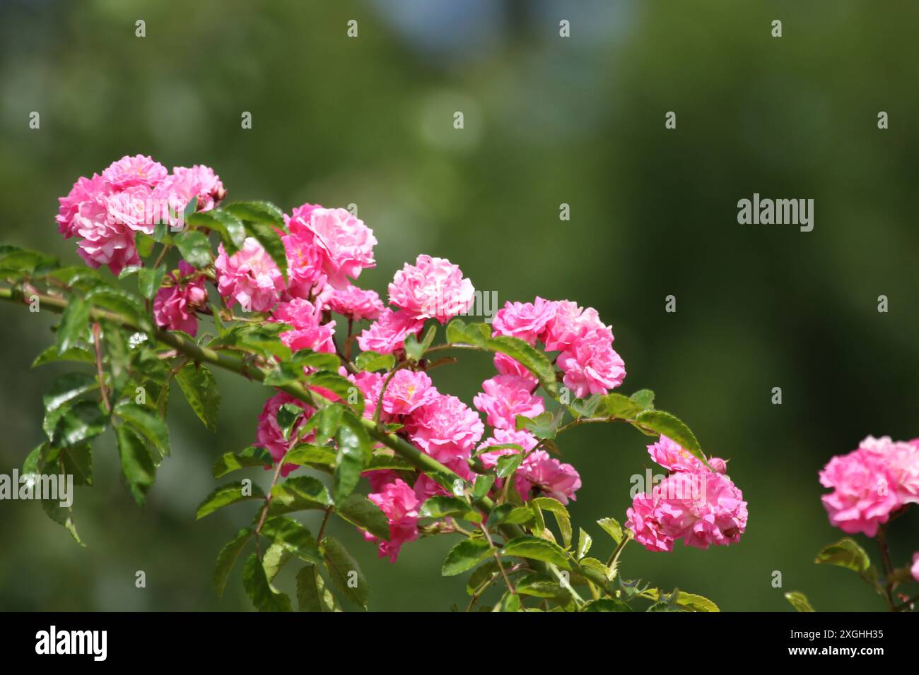 Pass Along Roses Pink roses all along the stem Stock Photo - Alamy