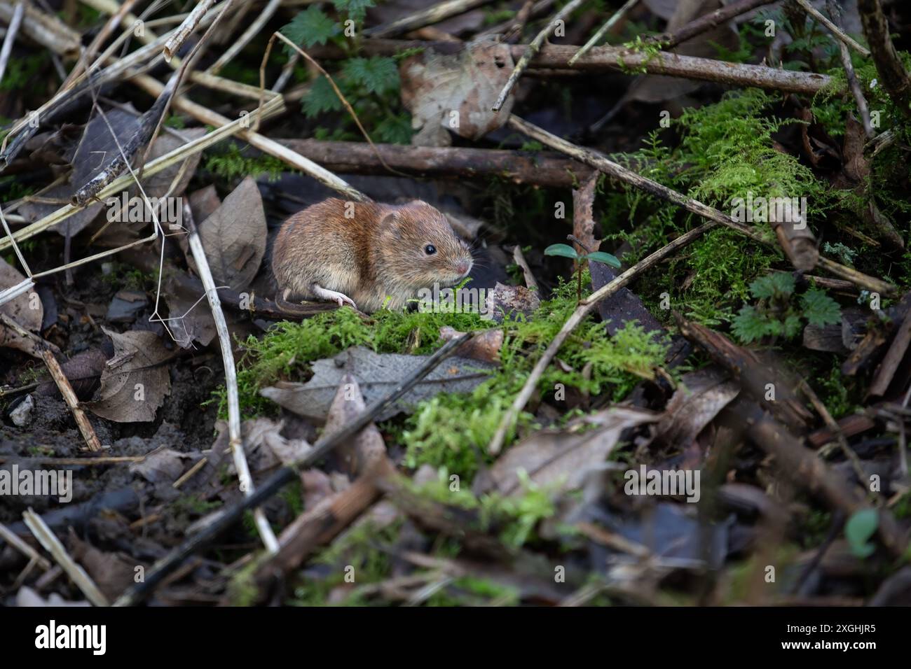 Eats fruit nuts and insects hi-res stock photography and images - Alamy