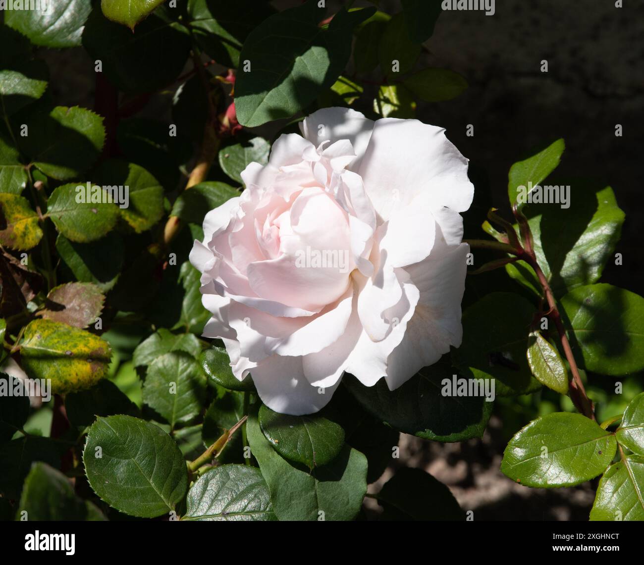 Rosa 'Constanze Mozart' Stock Photo - Alamy