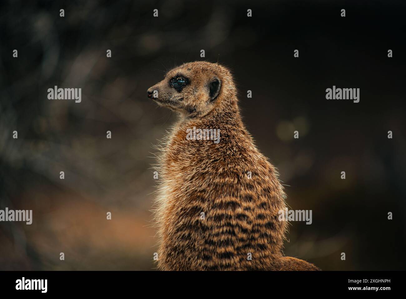 Back side of a Meerkat sitting and looking sideways Stock Photo