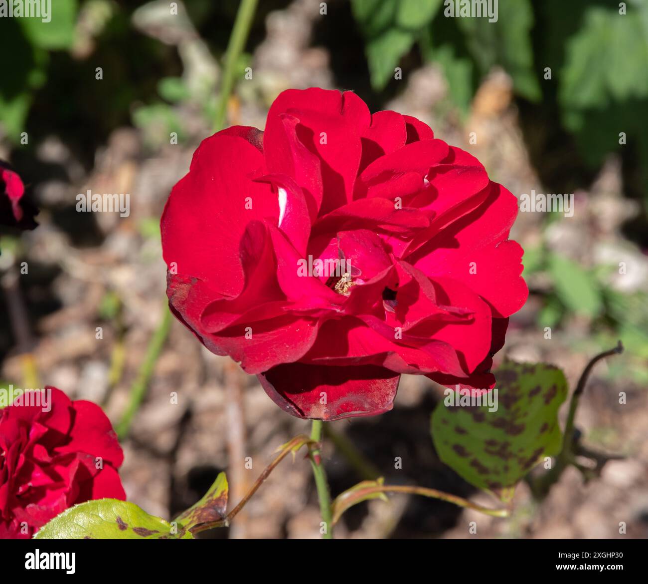 Rosa Lily Marlene Stock Photo Alamy
