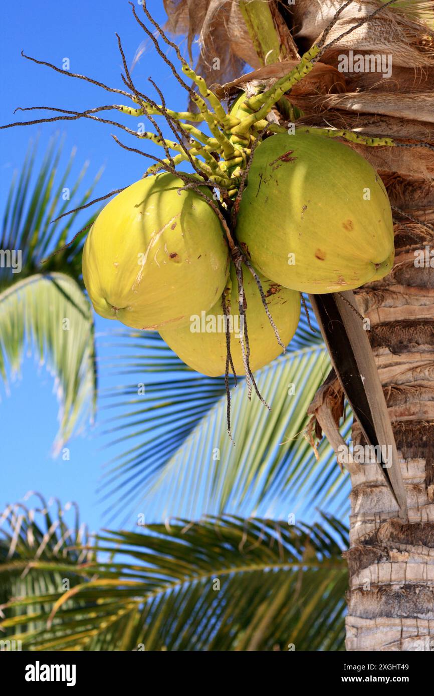 Yellow coconuts growing on the palm on a beach near Akumal in the Mayan Riviera, Quintana Roo, Mexico. Stock Photo