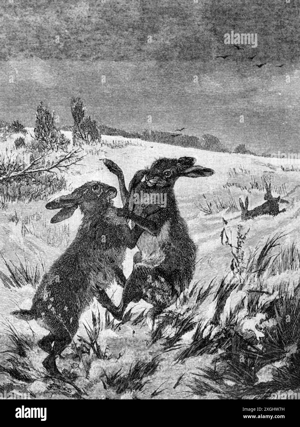 zoology / animals, rabbits, hare (Lepus europaeus), two fighting males ...