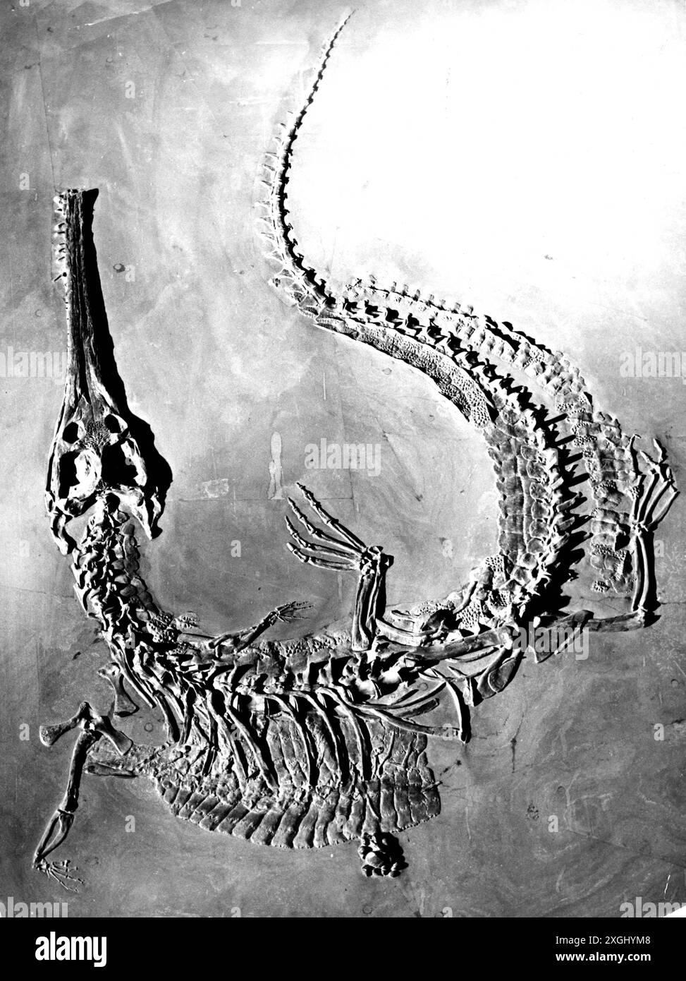 prehistory, animals, reptiles, Ichthyosaur, circa 251 - 93 million years before our time, ADDITIONAL-RIGHTS-CLEARANCE-INFO-NOT-AVAILABLE Stock Photo