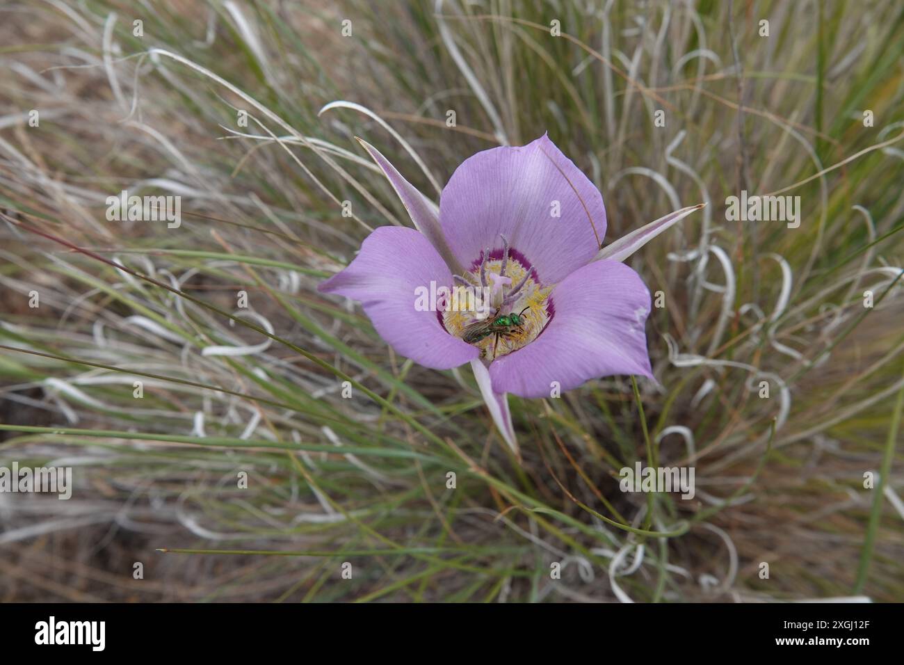 Pink Sagebrush Mariposa Lily being Pollinated by Green Sweat Bee Stock Photo