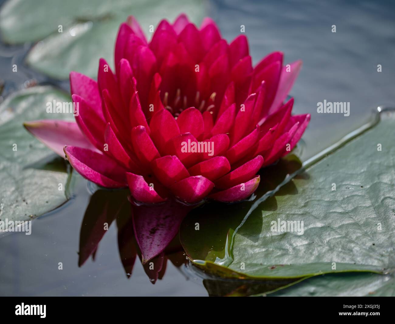 The red water lily hi-res stock photography and images - Alamy
