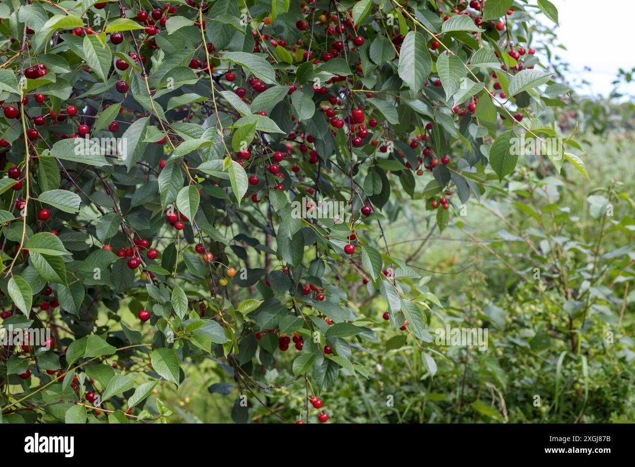 Trees with red cherry garden Stock Photo