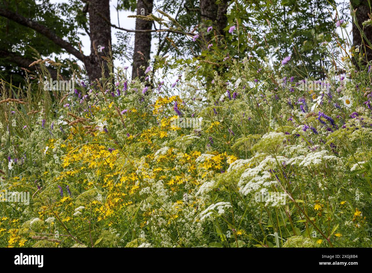 Different blooming flowers tree hi-res stock photography and images - Alamy