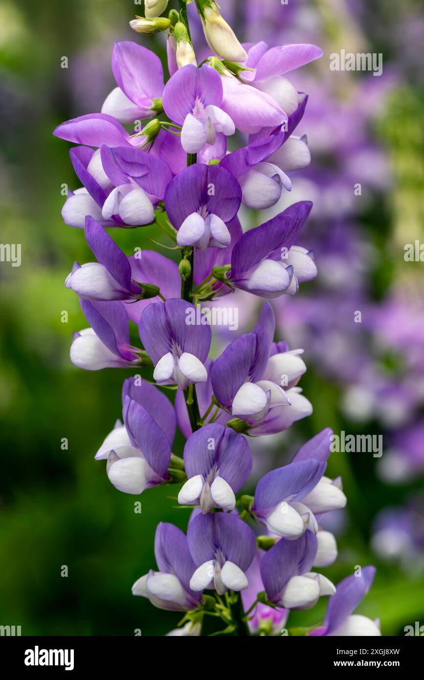 Galega officinalis 'His Majesty' a summer flowering plant with a purple ...