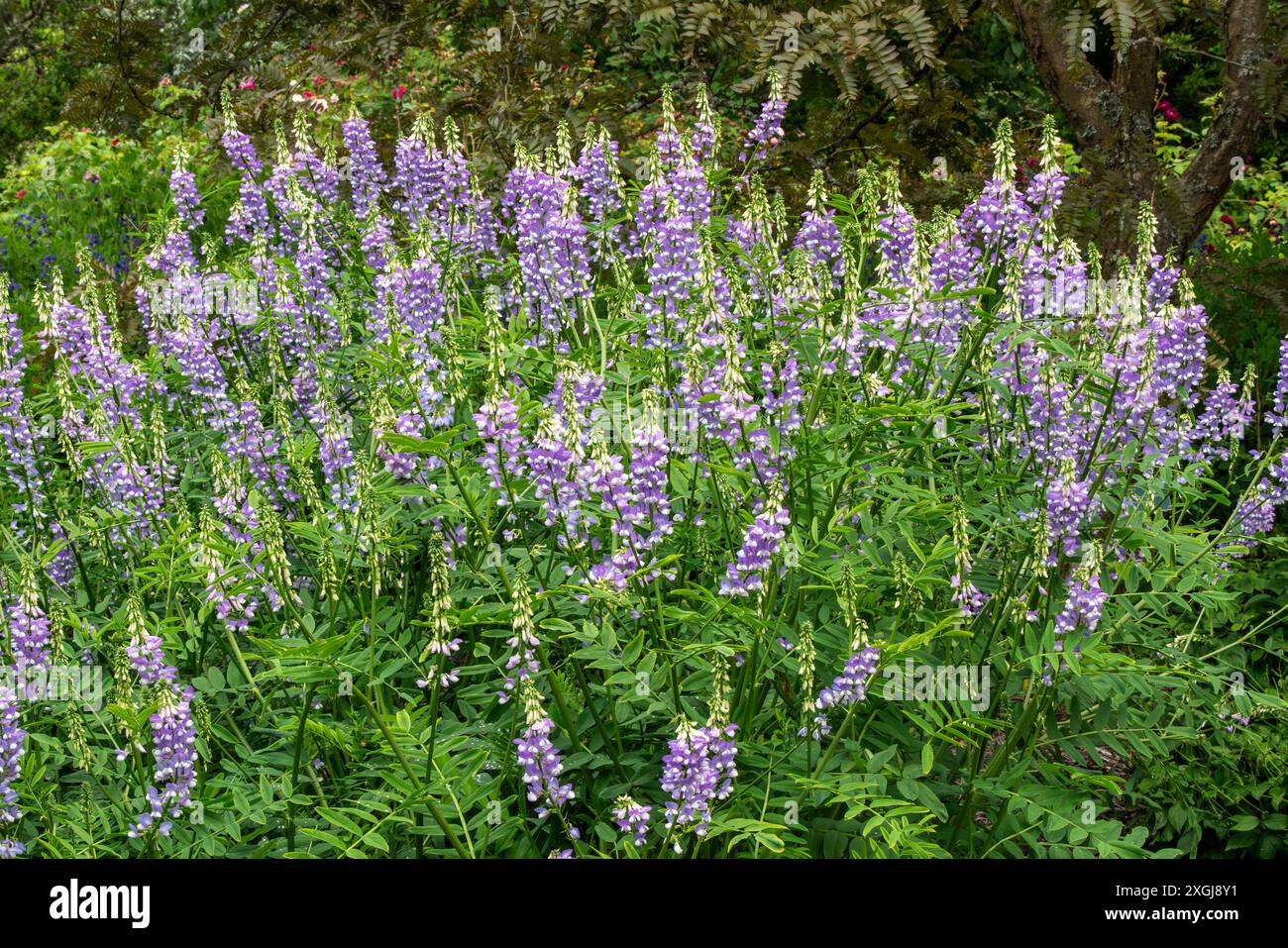 Galega officinalis 'His Majesty' a summer flowering plant with a purple ...