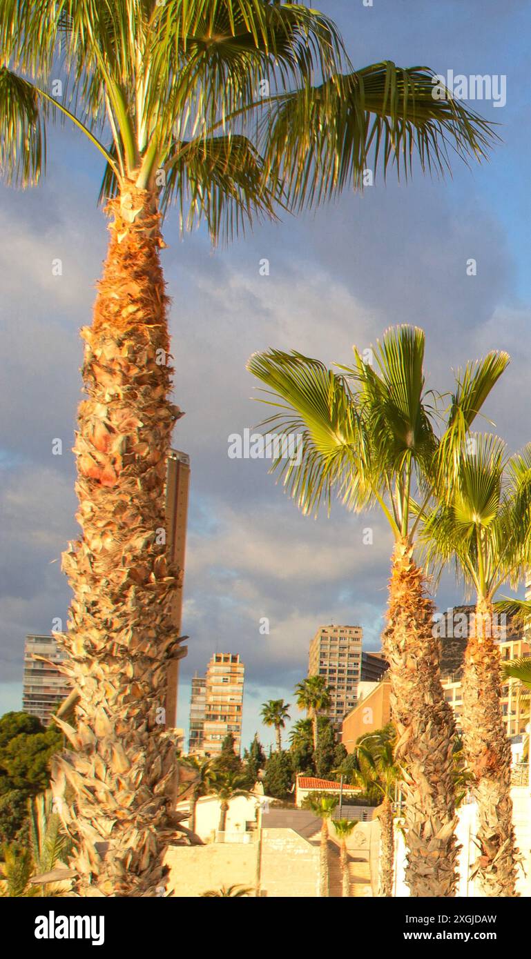 High rise buildings trees hi-res stock photography and images - Alamy