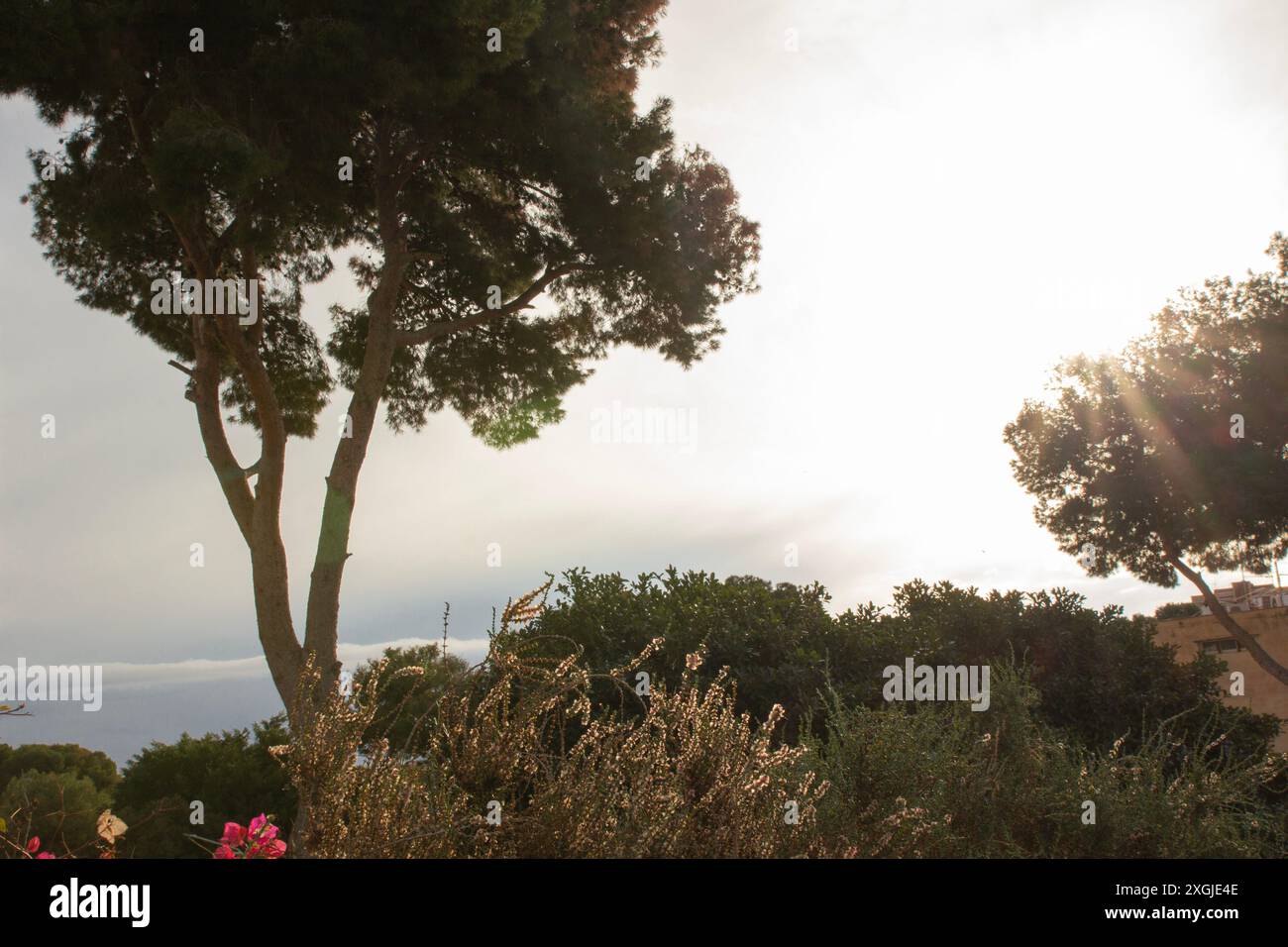 Nature landscape tree bushes hi-res stock photography and images - Alamy