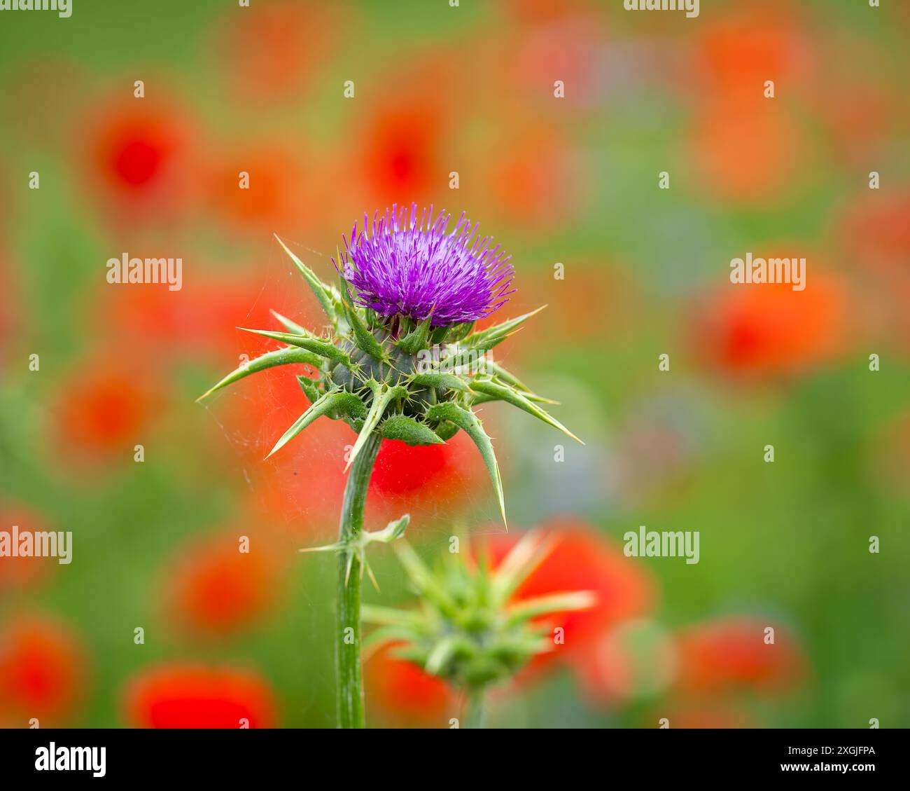 Flower of milk thistle (Silybum marianum) blooming in a field of red poppies. Close-up about violet thistle flower on poppy field. Stock Photo