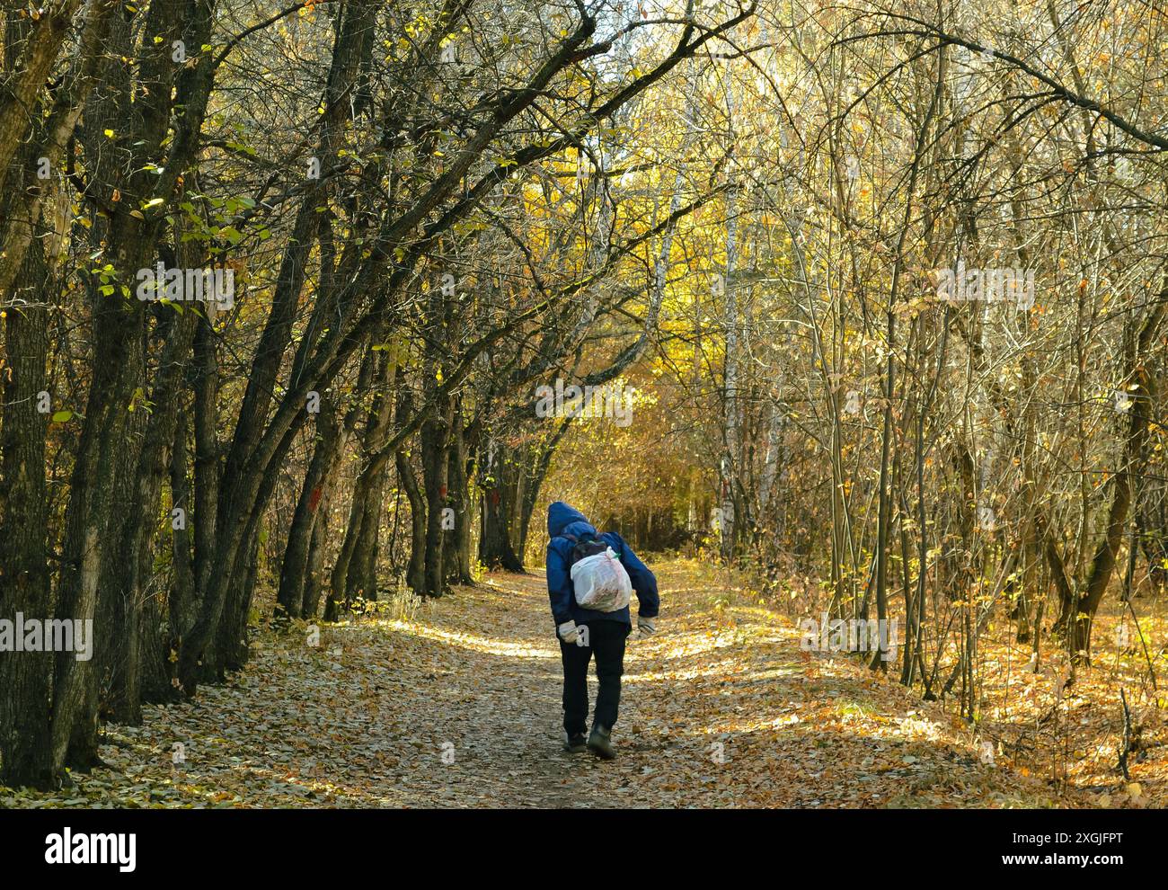 An elderly man with a white bag on his back walks along the alley in the autumn forest Stock Photo