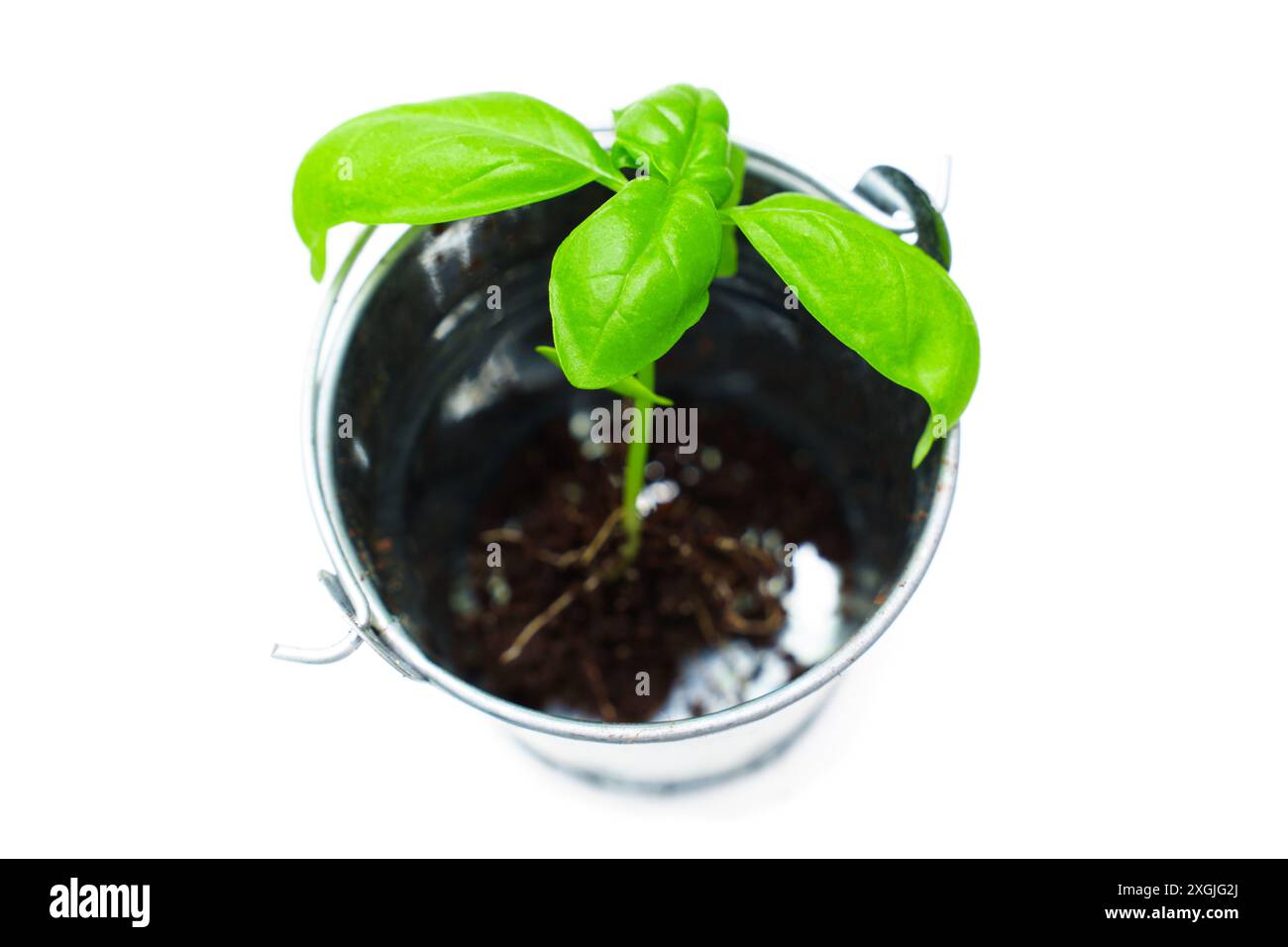 Young basil seedling placed in a small metal bucket. Documenting plant ...