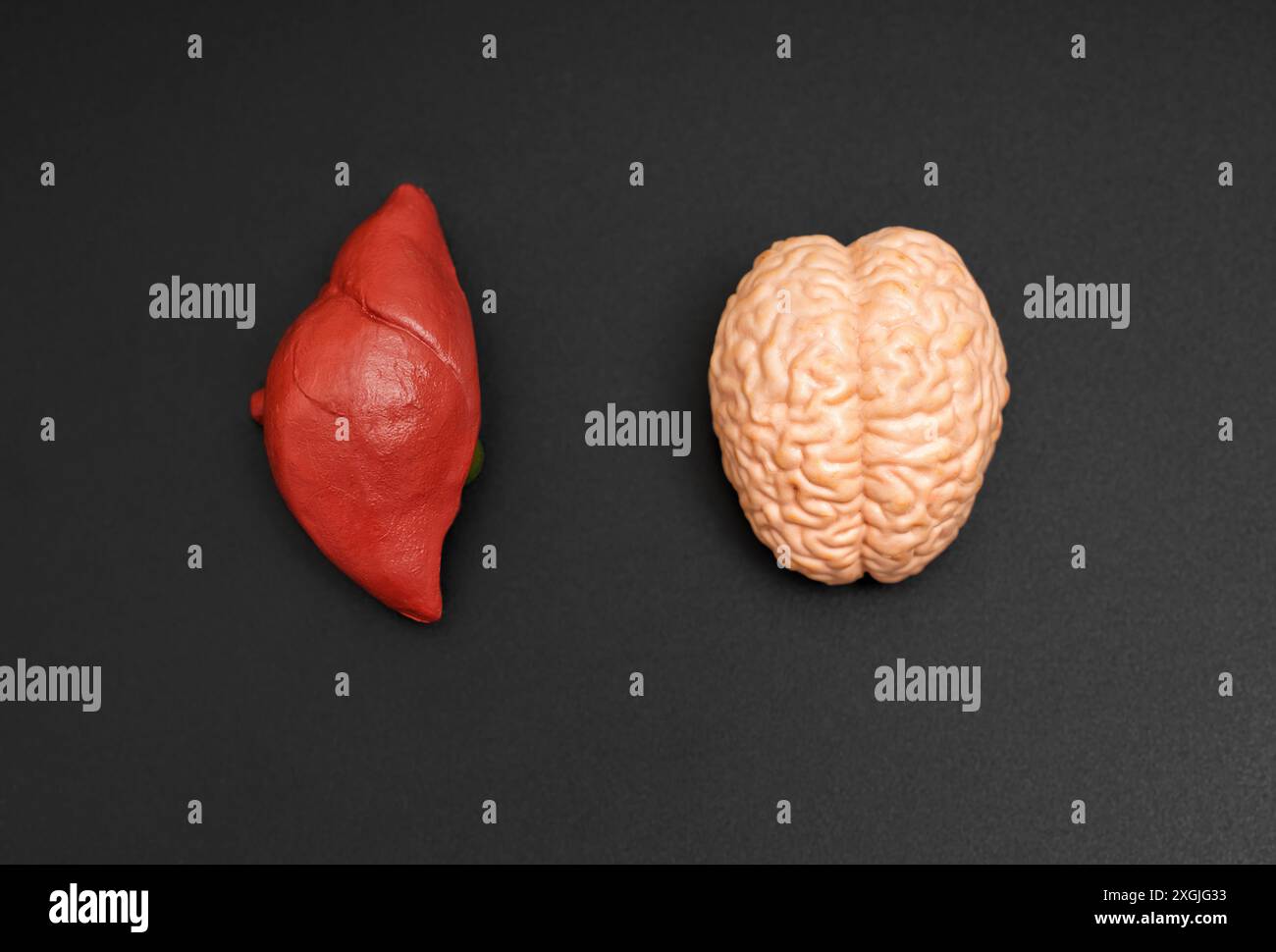 Medical model of human liver and brain placed side by side on black background. Suitable for healthcare and science concepts. Stock Photo
