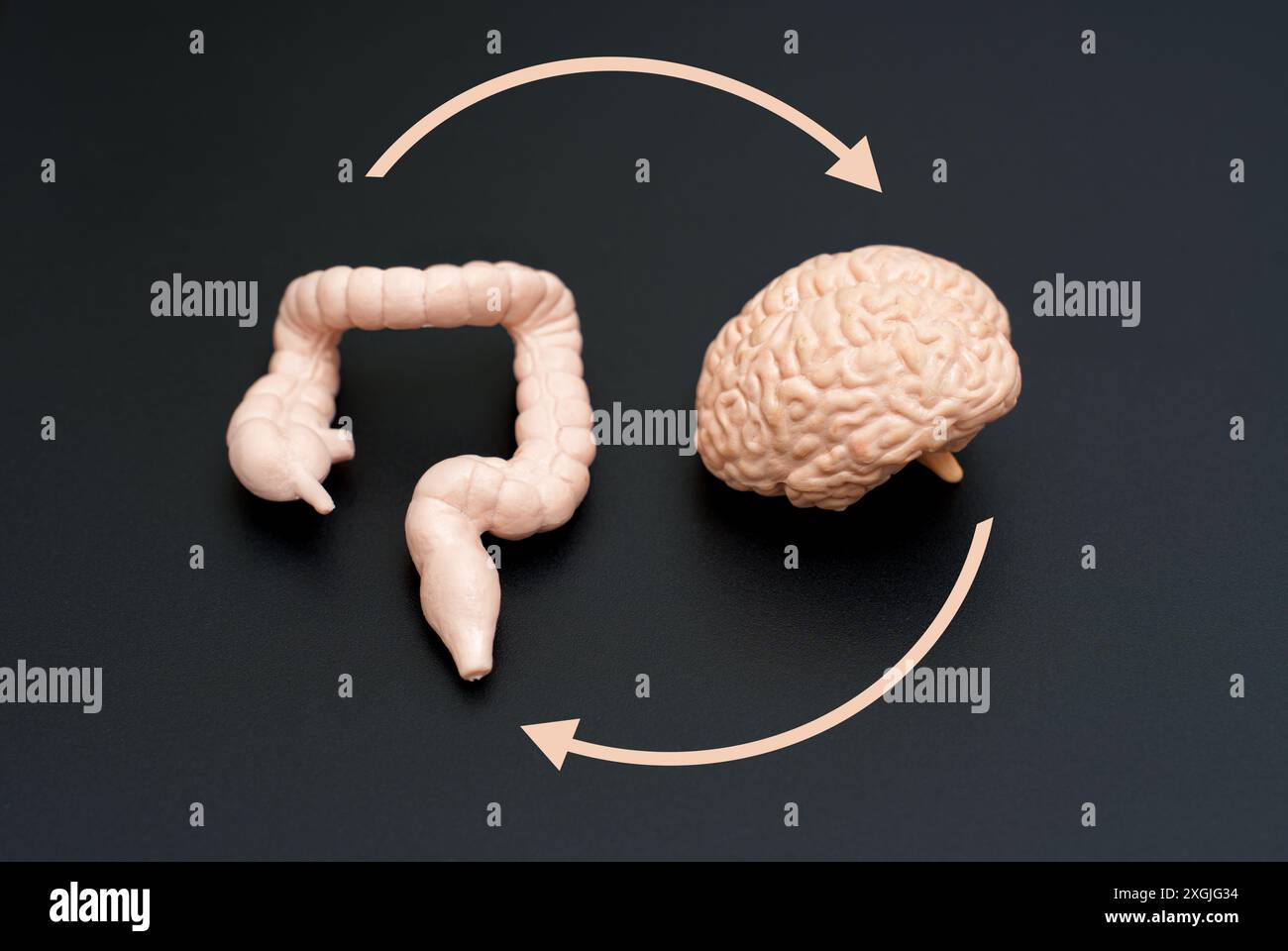Conceptual illustration of gut-brain interaction, showing realistic brain and large intestine models connected by circular arrows on a dark background Stock Photo