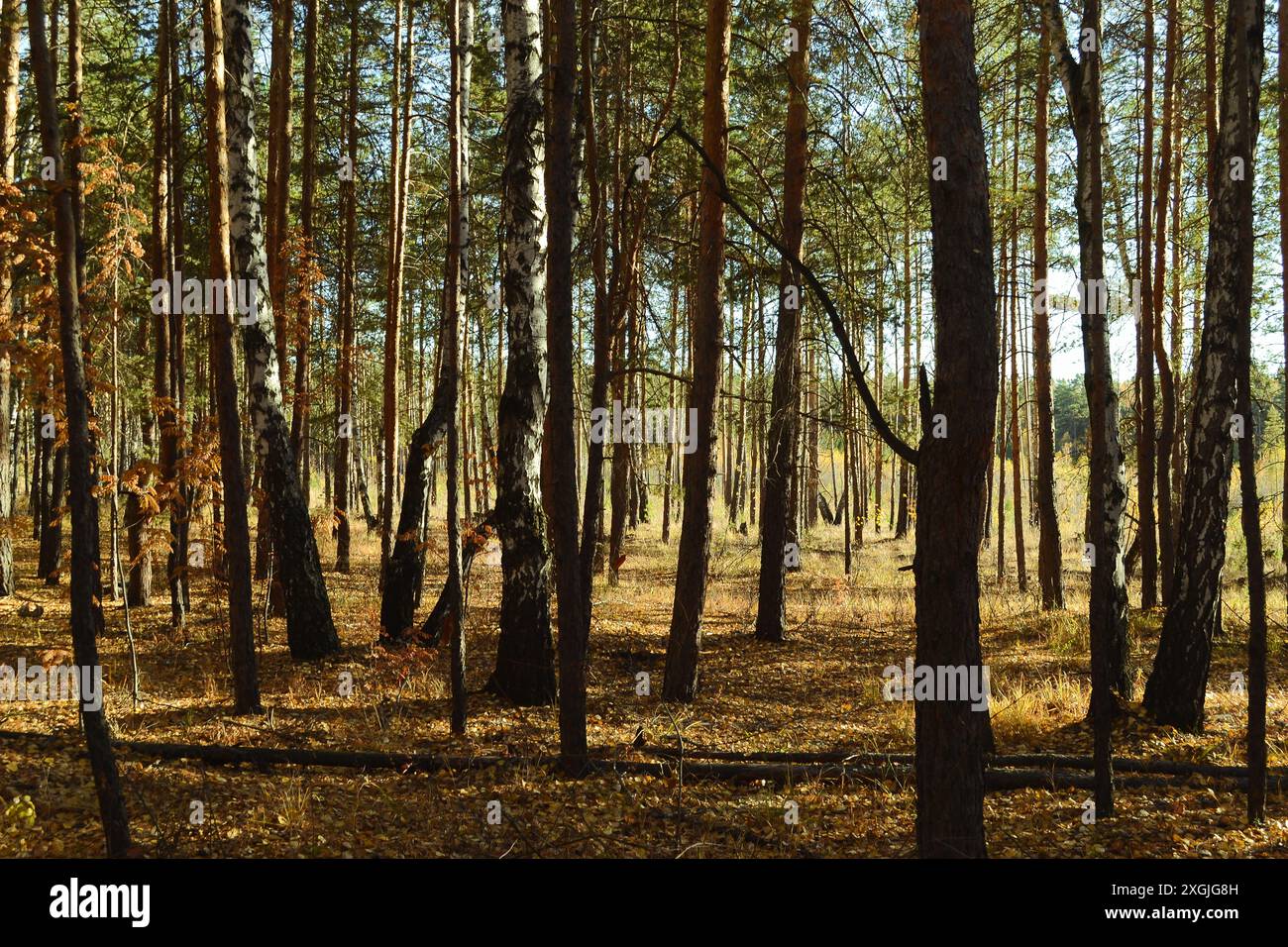 Many trees in dense hi-res stock photography and images - Alamy