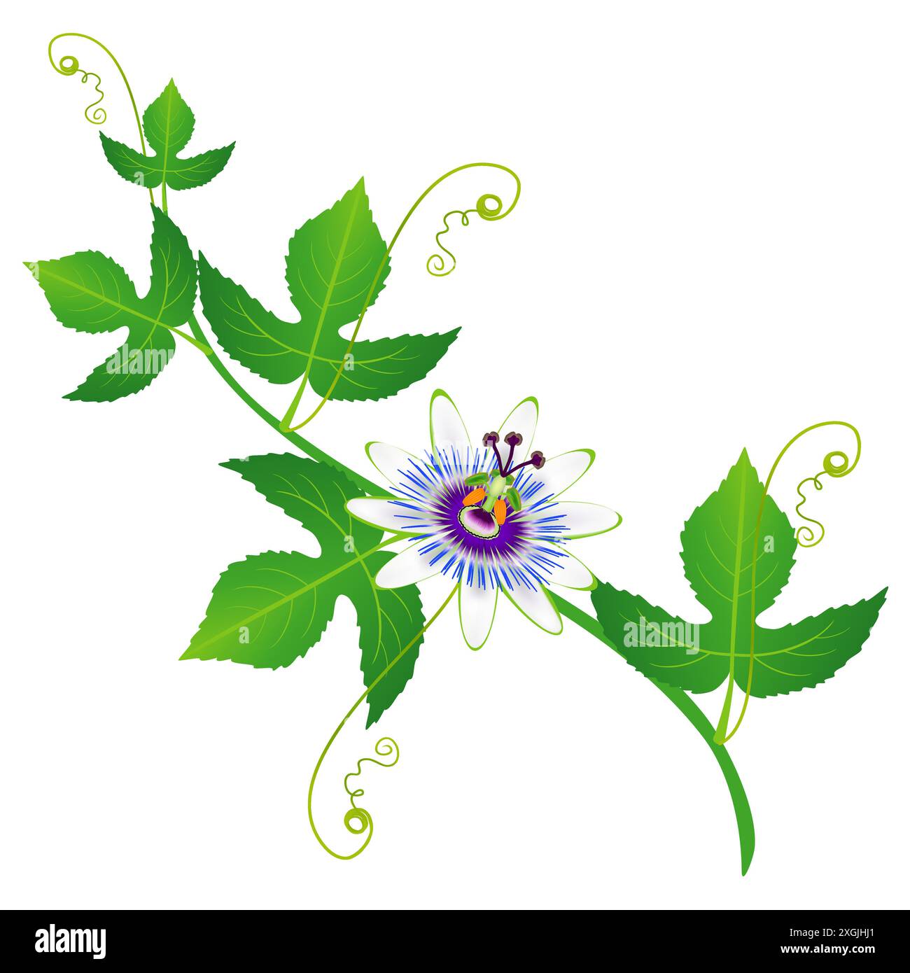 Closeup blue passion flower passiflora Stock Vector Images - Alamy