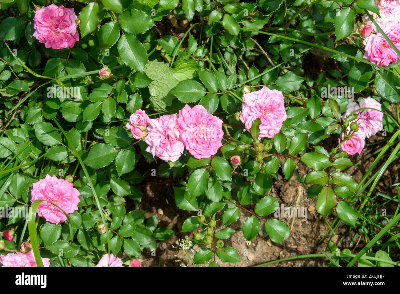 Beautiful blooming buds of a pink bush rose. Walk in the park. Stock Photo