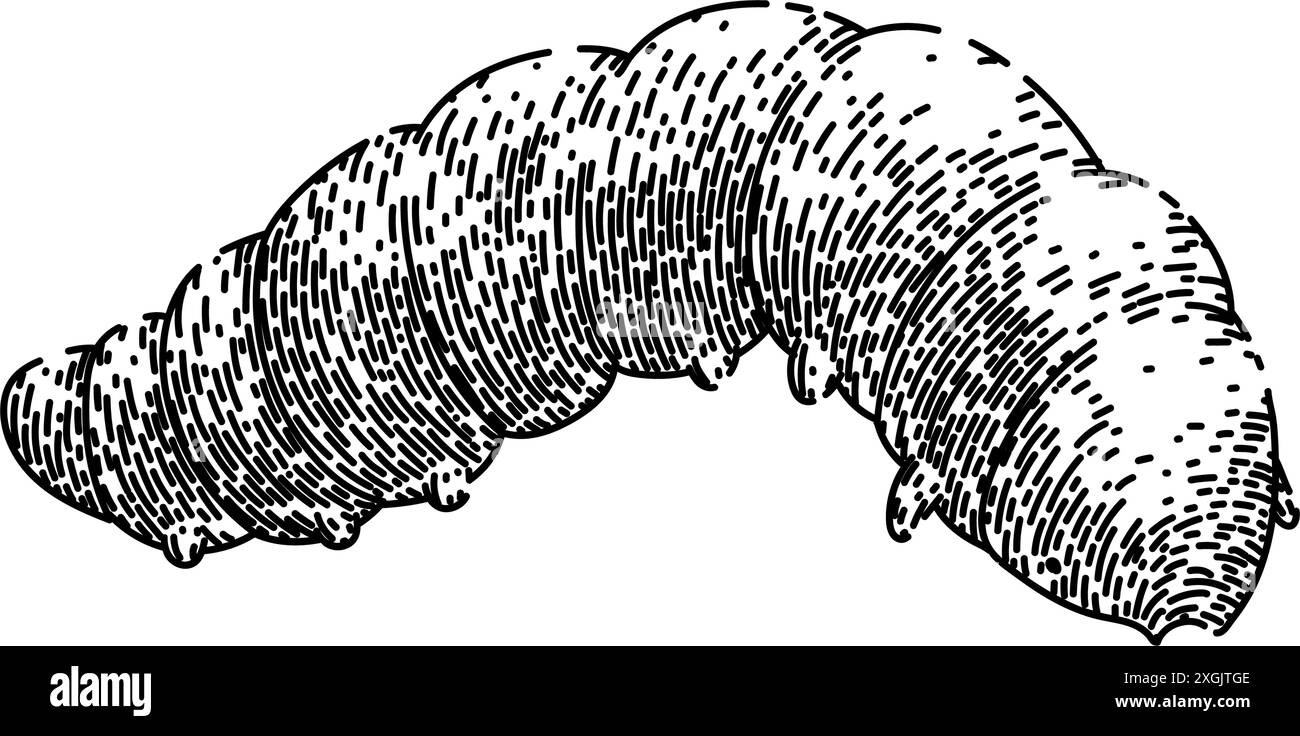 bug caterpillar sketch hand drawn vector Stock Vector Image & Art - Alamy