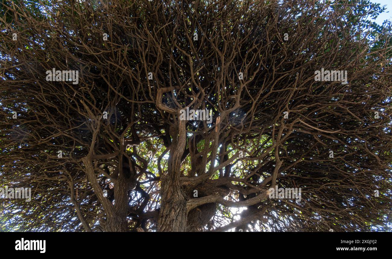 Tree with many branches hi-res stock photography and images - Alamy