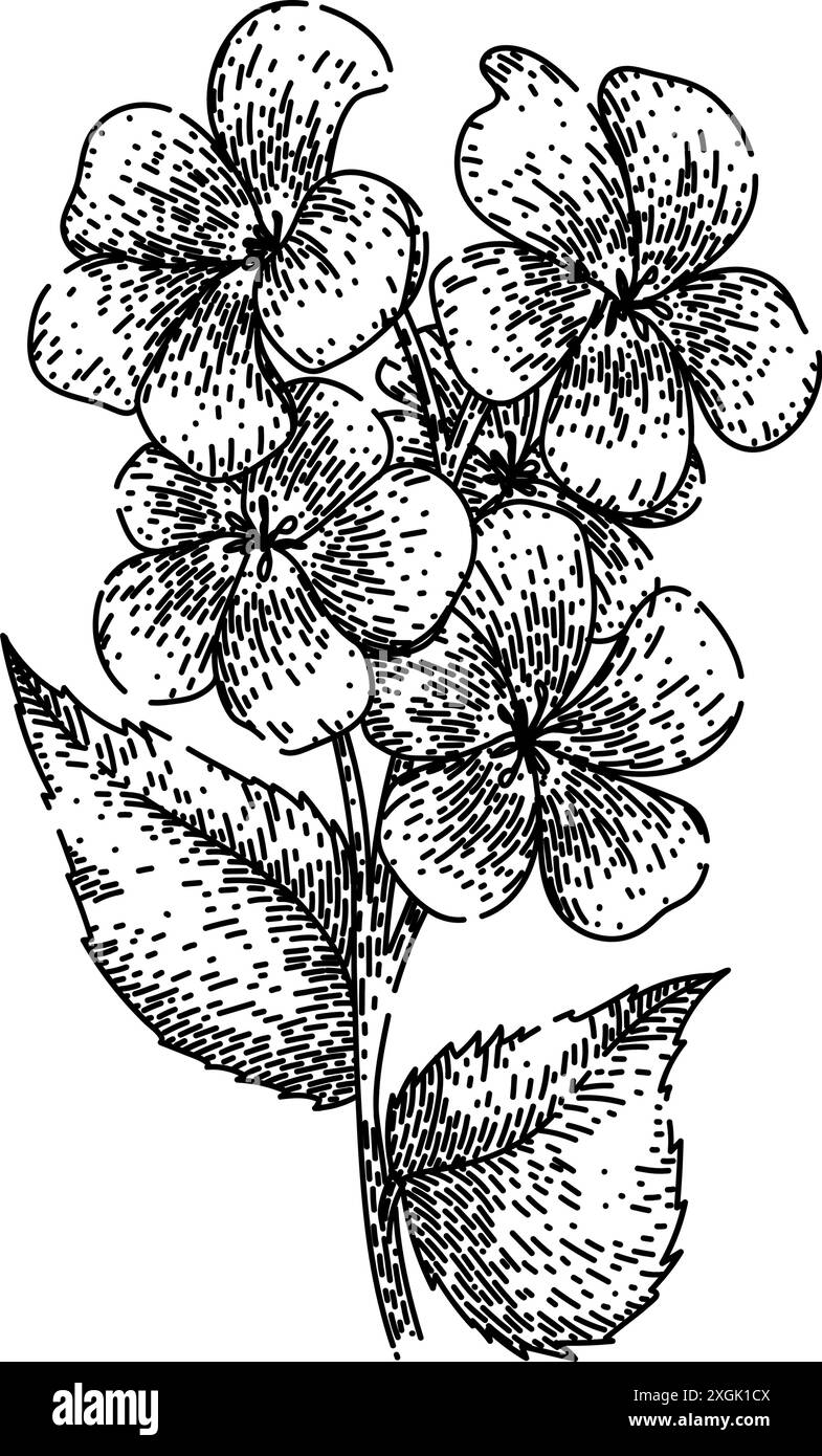 spring violet sketch hand drawn vector Stock Vector Image & Art - Alamy