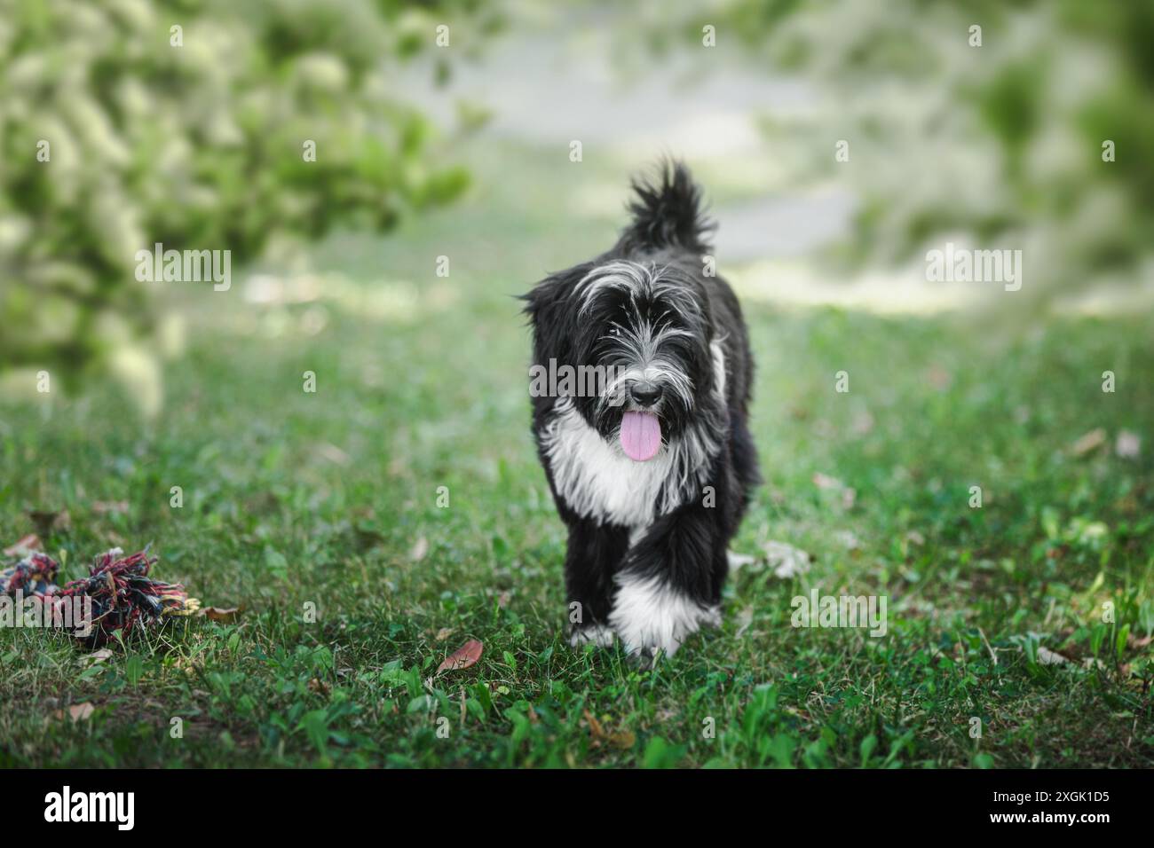 Beautiful Tibetan terrier puppy dog  running on the field with his tongue out Stock Photo