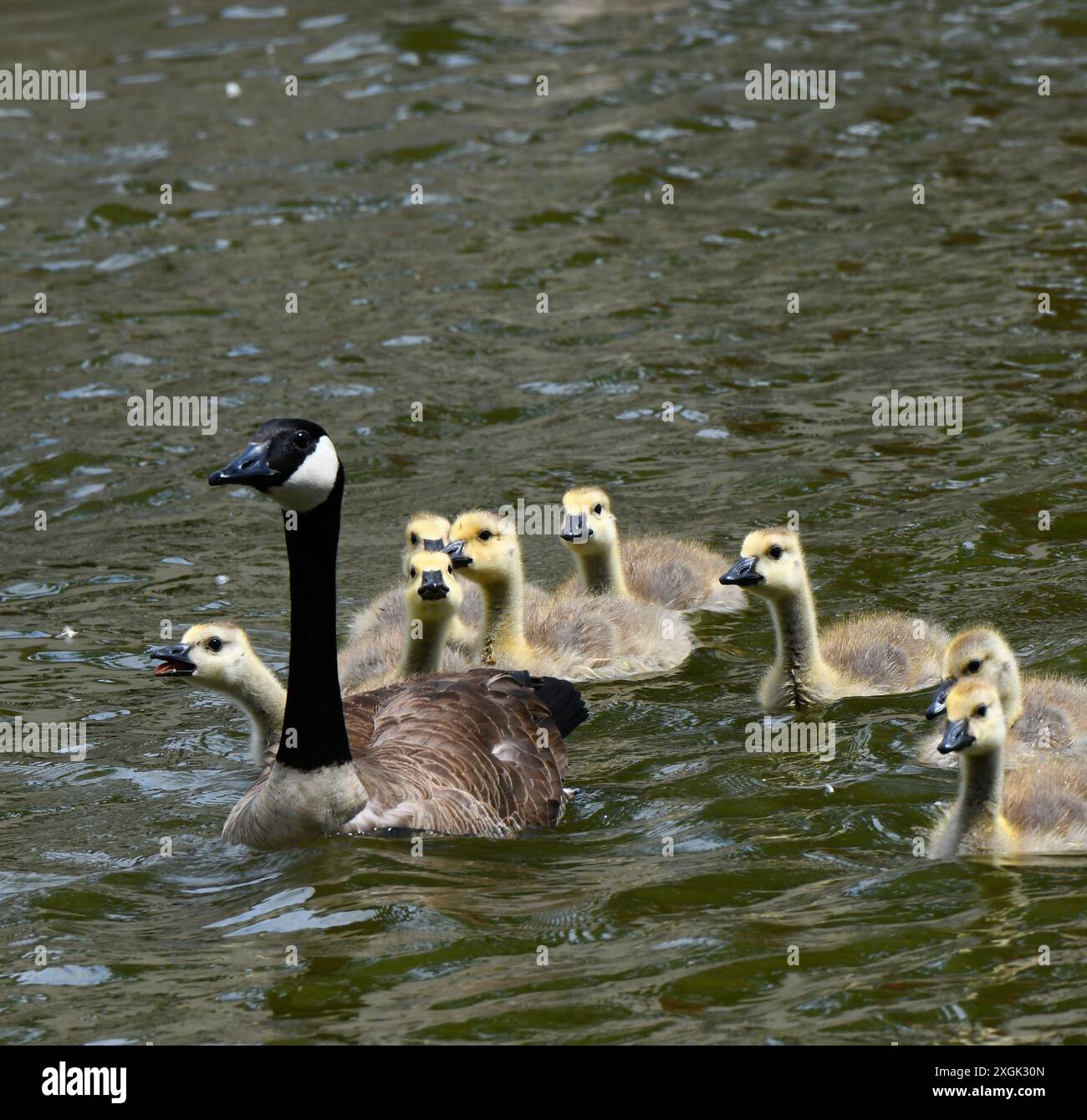 Geese In Kansas Baby goslings swim close to their Canadian Goose mother on a lake in ...