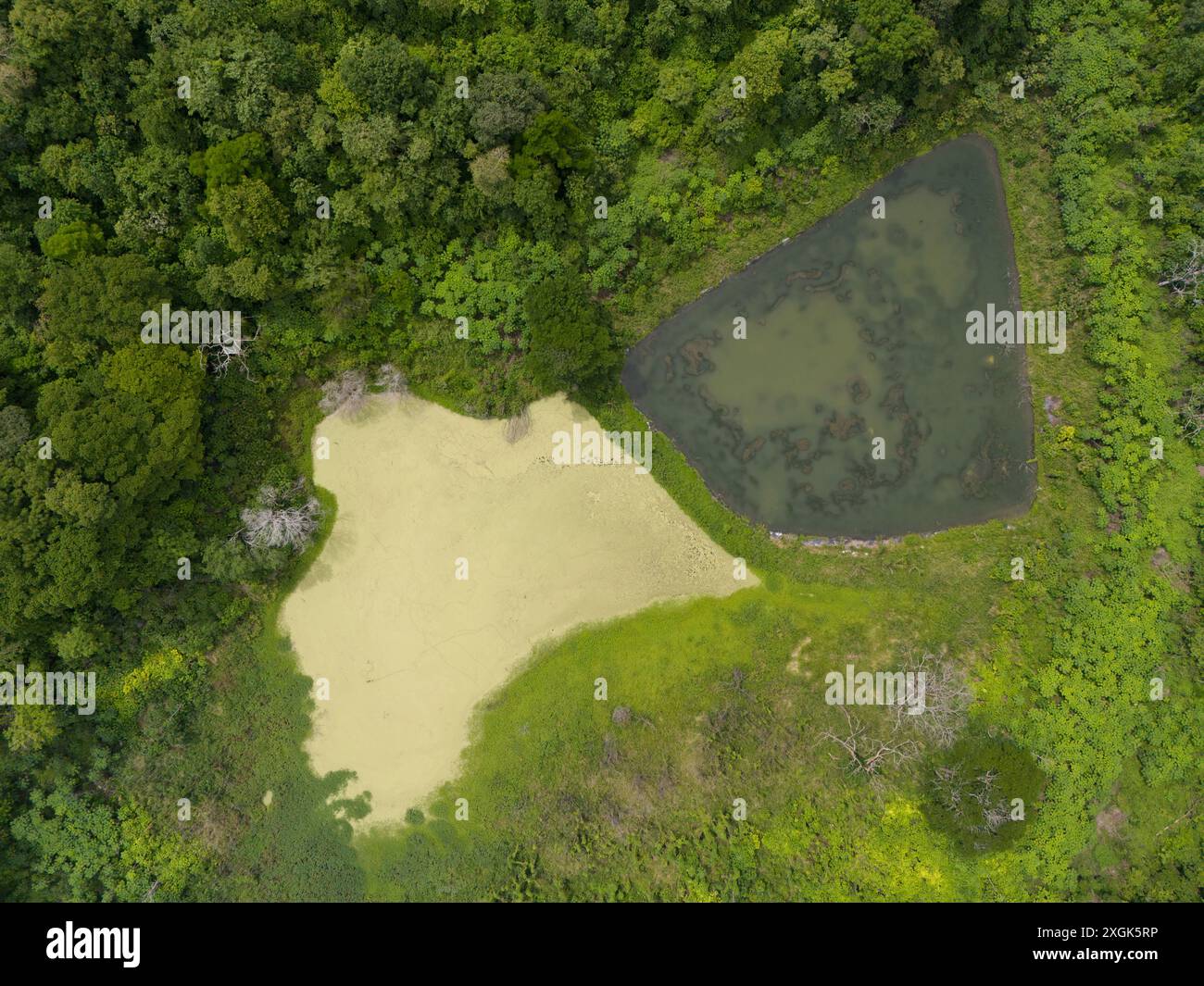 Green swamp in jungle above drone top view Stock Photo - Alamy