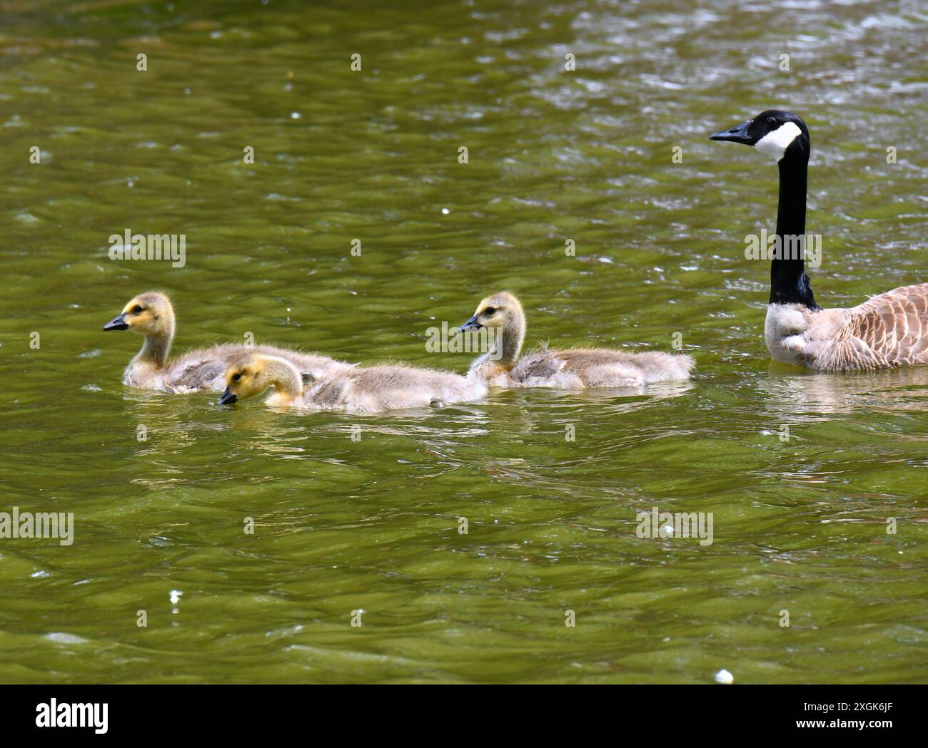 Geese In Kansas Mother goose three goslings hi-res stock photography and images - Alamy