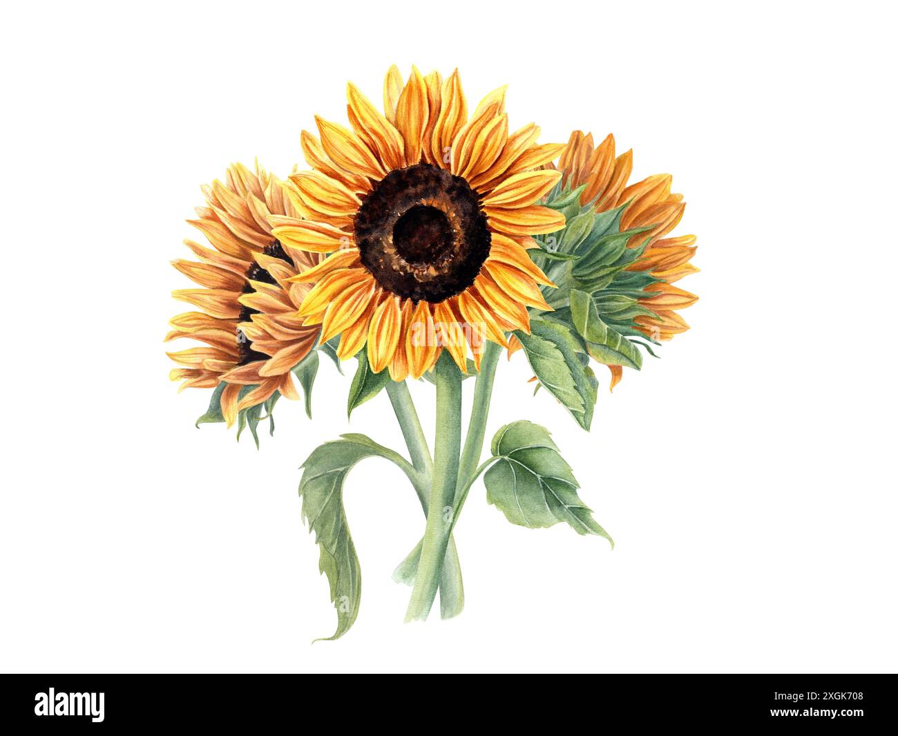 Bouquet with three beautiful sunflowers. Yellow orange summer flowers on stem with leaves. Flower head, bud. Field wildflowers. Stock Photo