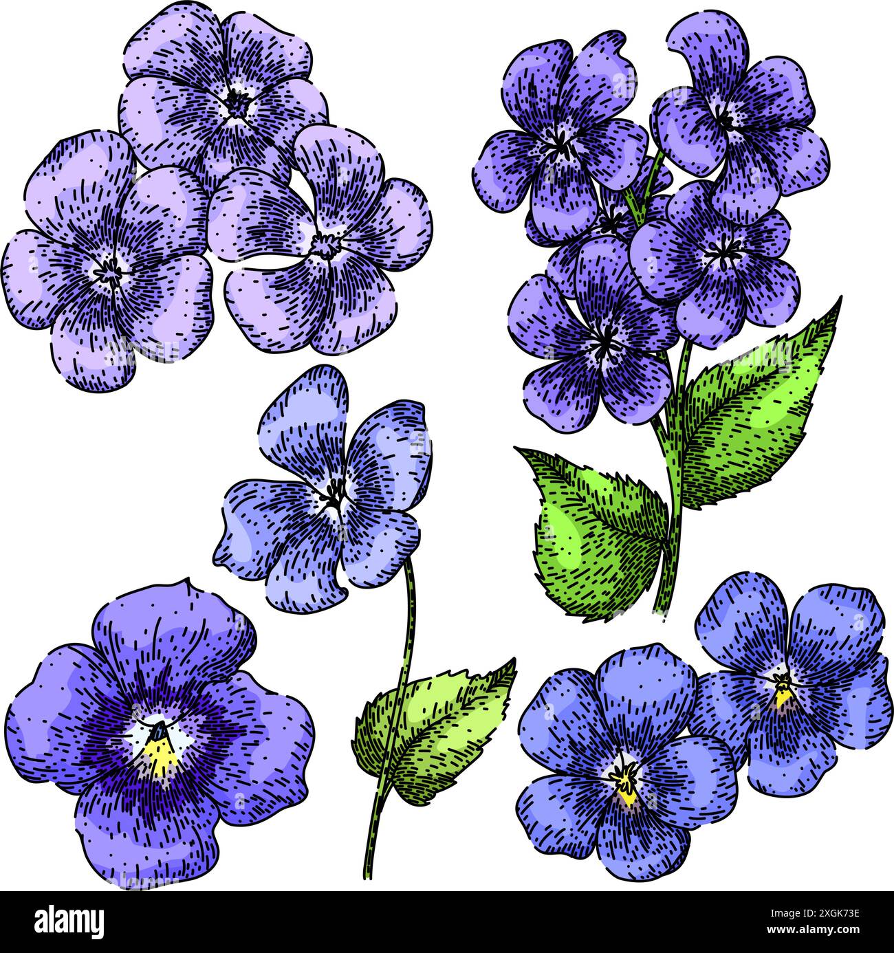 violet set sketch hand drawn vector Stock Vector Image & Art - Alamy