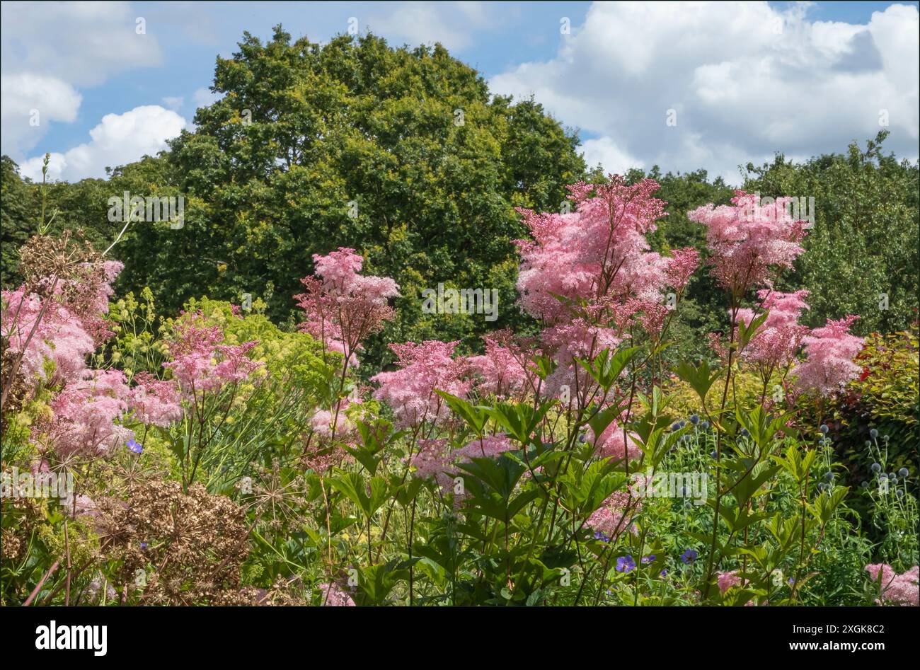 Venusta Queen of the Prairie fluffy pink plant in an Englisg country garden Stock Photo