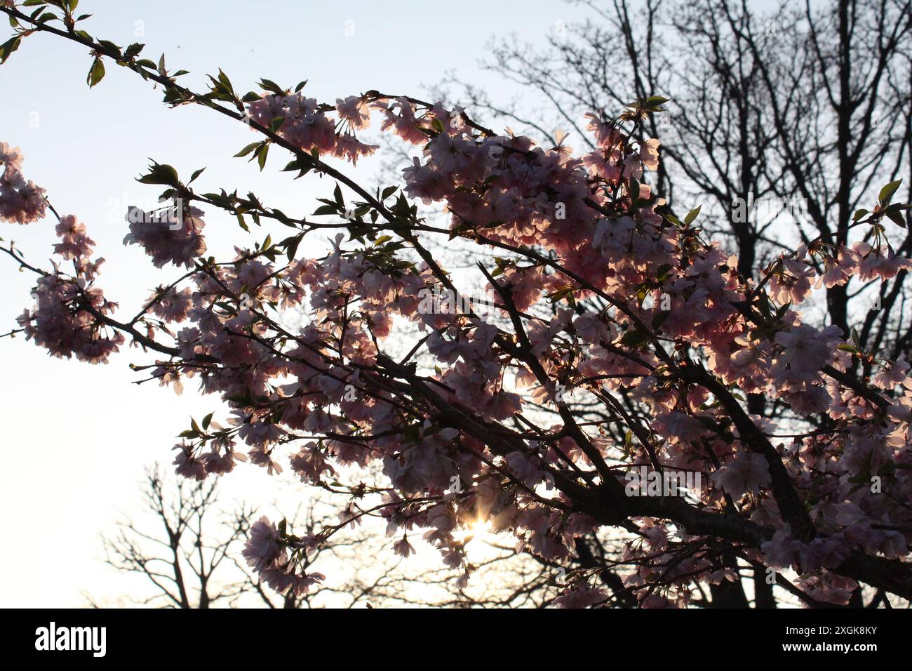 Spring cherry blossom in sunset hi-res stock photography and images - Alamy
