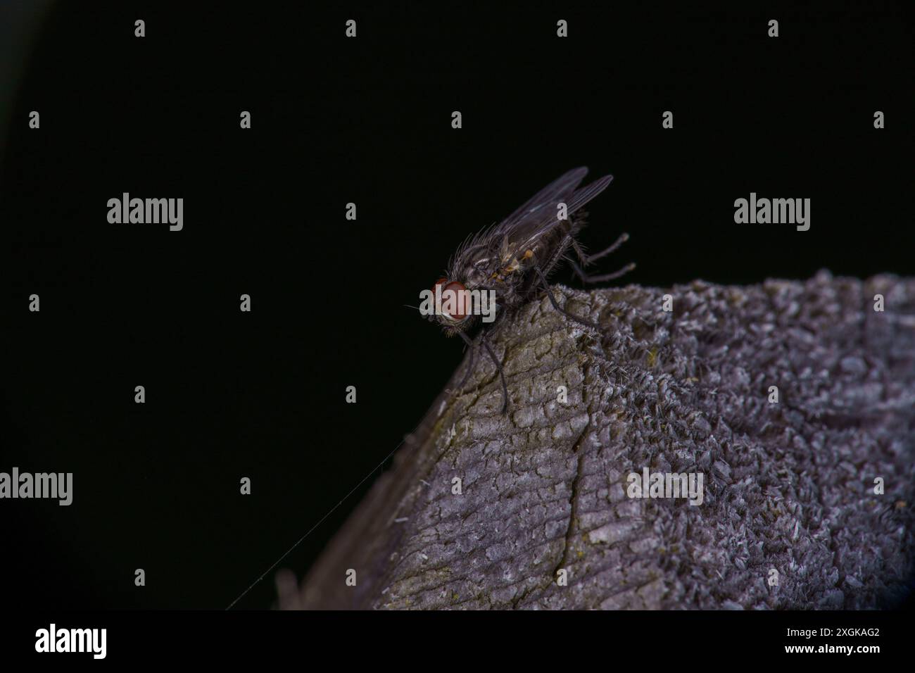 Root Magnotta Insect Lithuanian entomology hi-res stock photography and images - Alamy