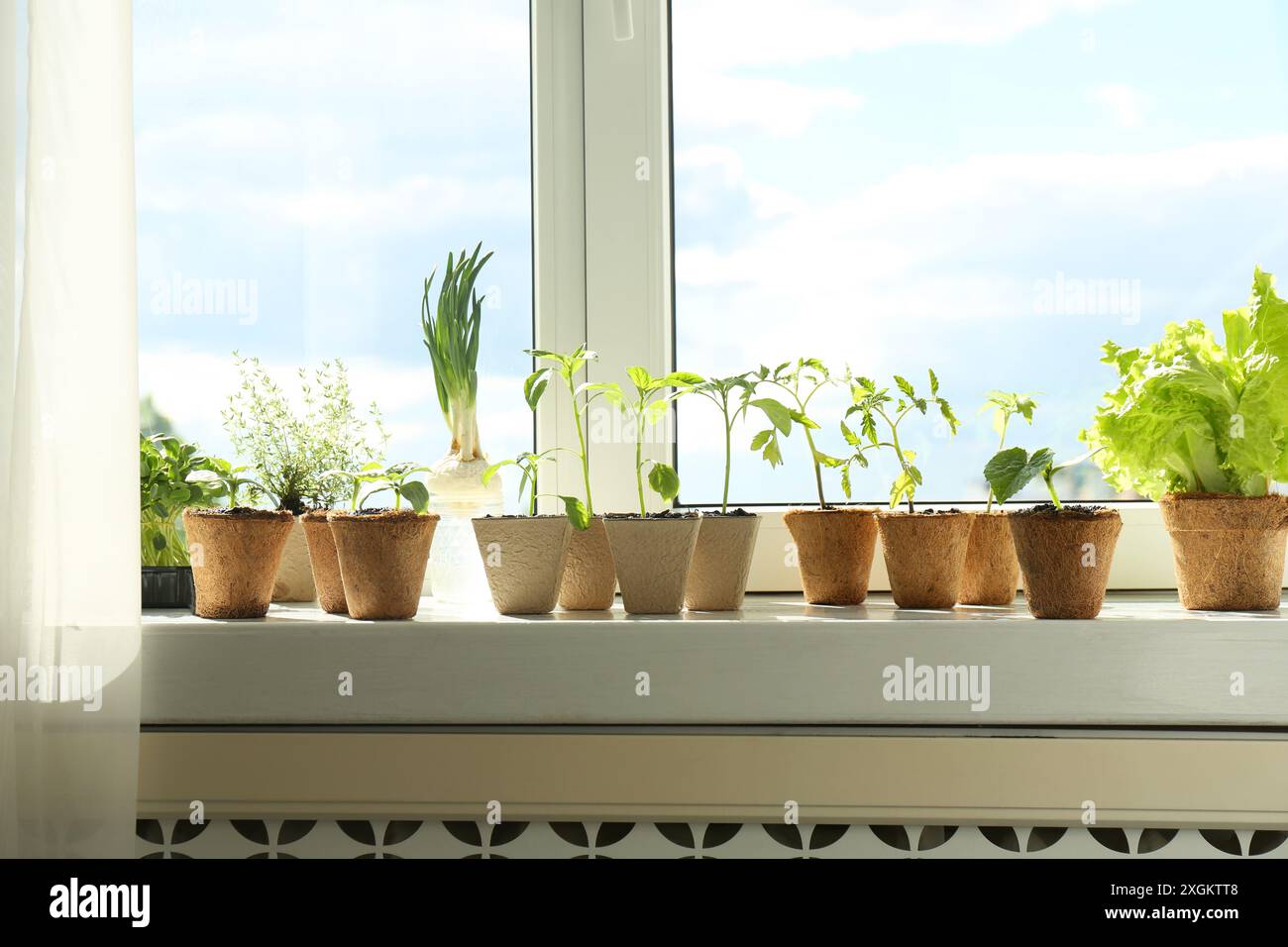 Many different seedlings growing in pots on window sill Stock Photo - Alamy