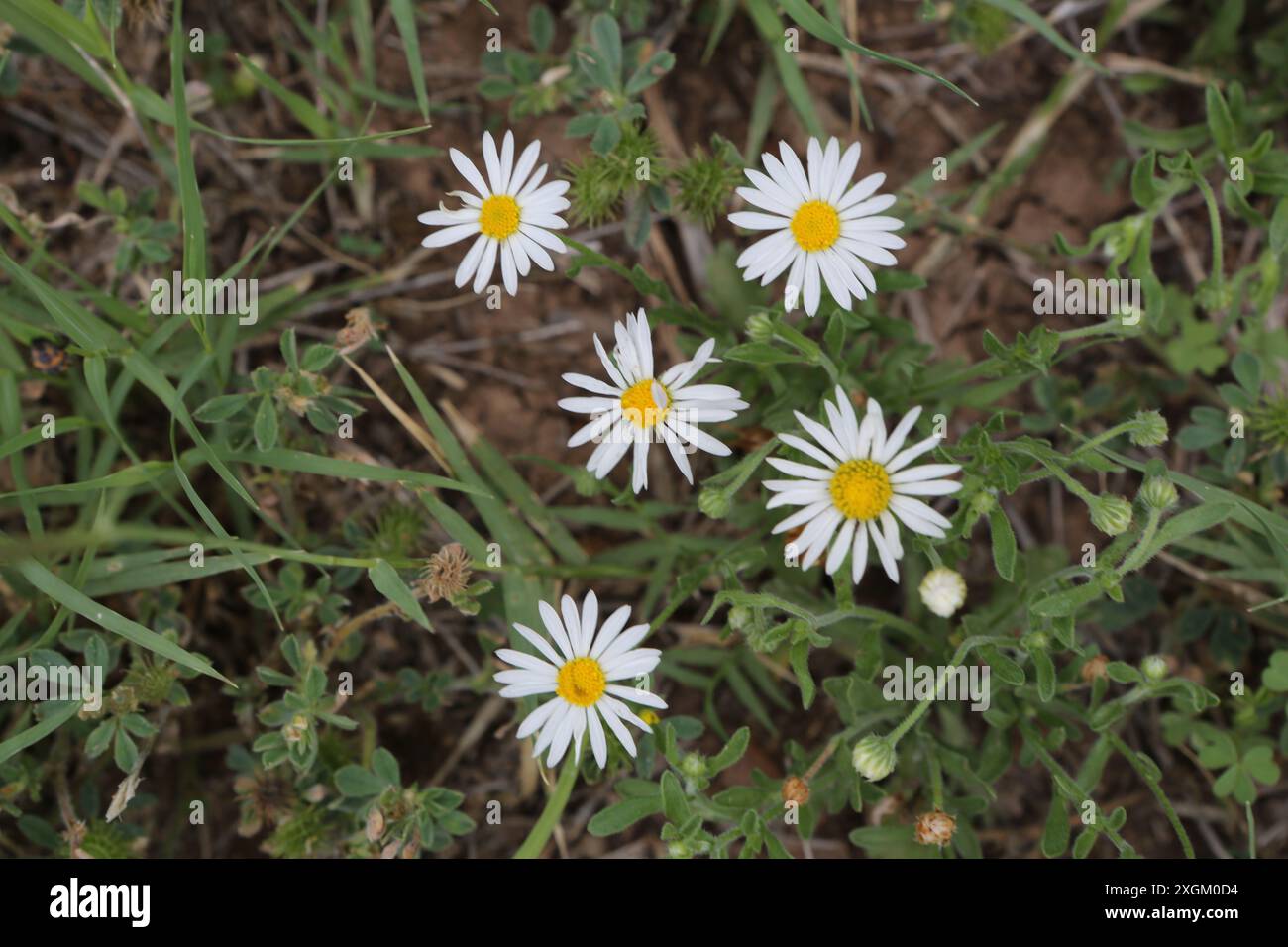 Backyard wildflowers hi-res stock photography and images - Alamy