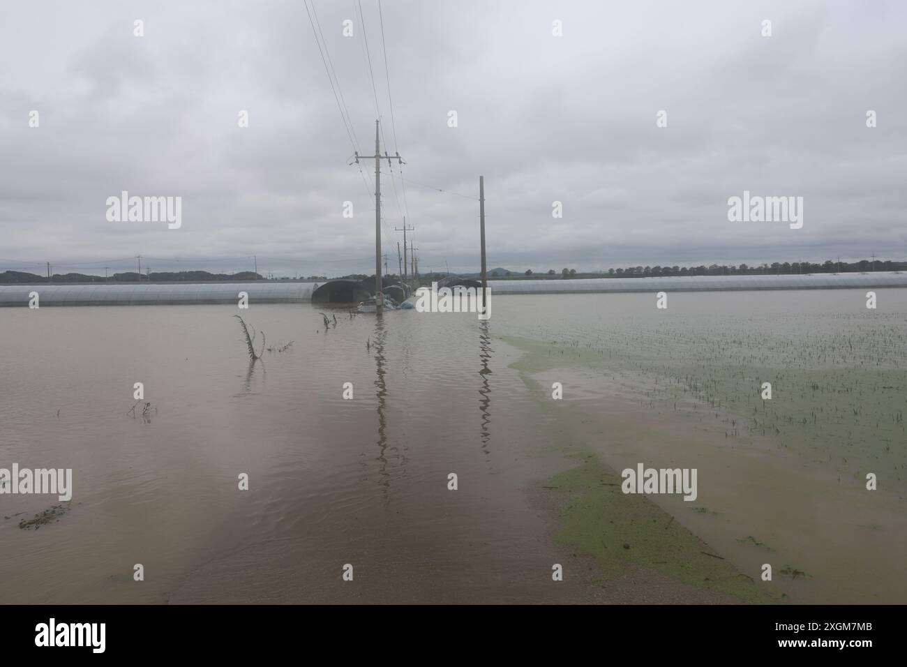 Submerged Rice 10th July, 2024. Flooded rice paddy A rice paddy in the central city of ...