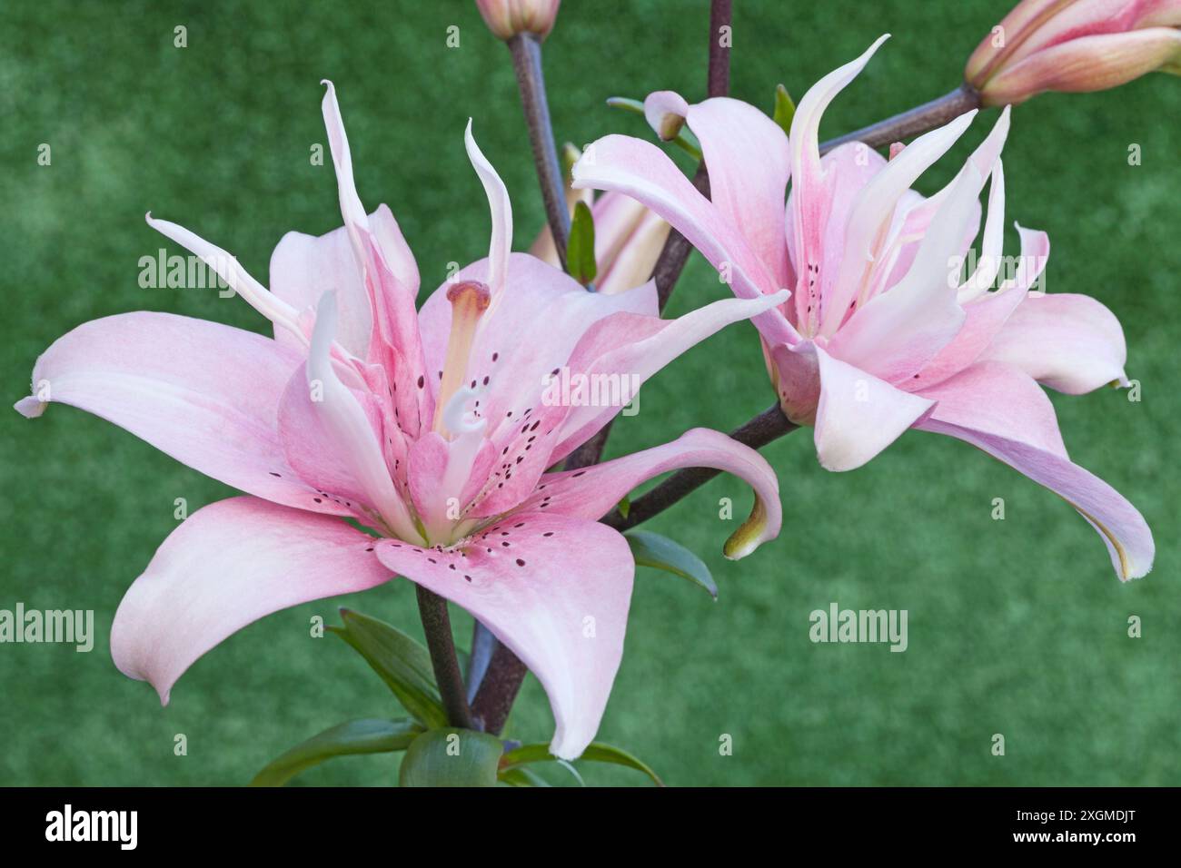 Asiatic Lily "Elodie", Lilium Stock Photo - Alamy