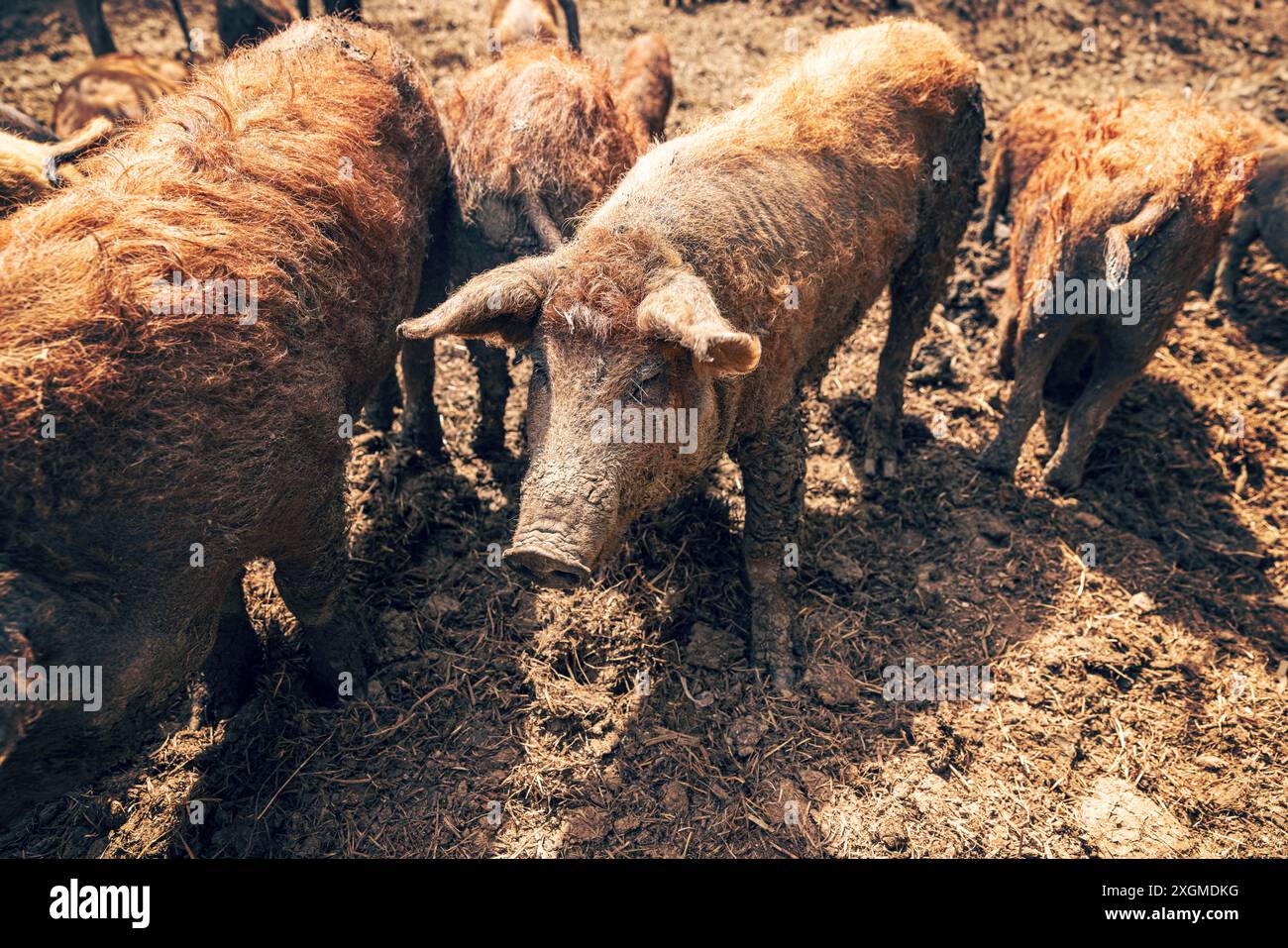 Group of mangalica pigs standing in mud on farm Stock Photo - Alamy