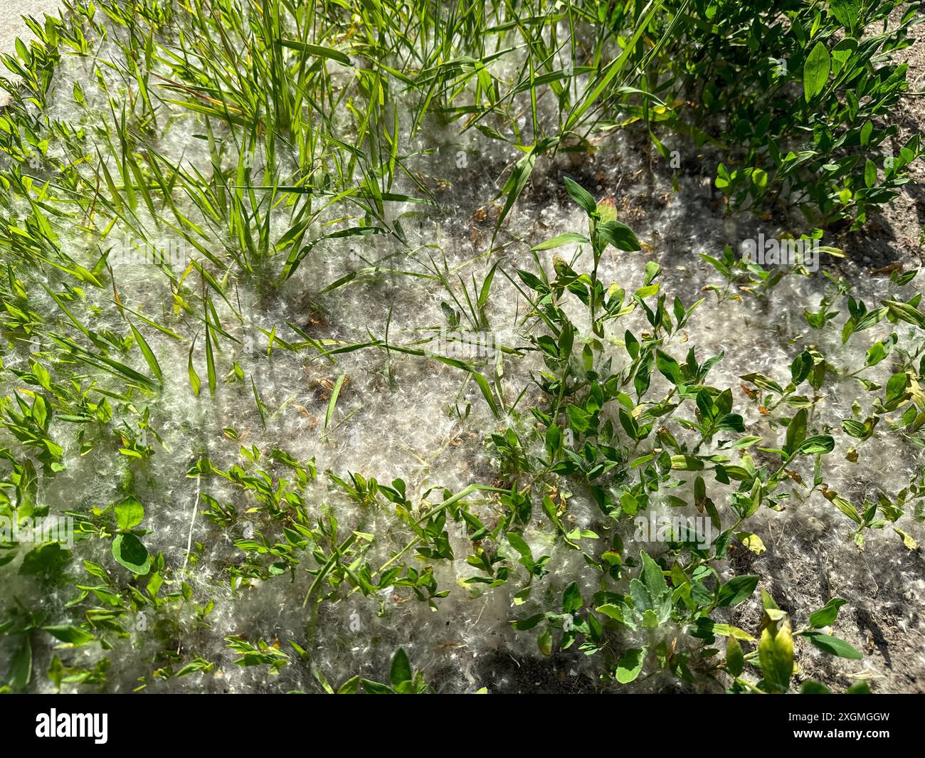 Green grass ground close up hi-res stock photography and images - Alamy