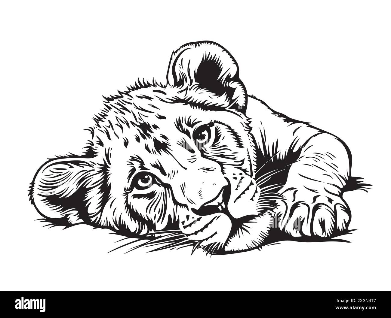 Hand drawn portrait of lion cub . Vector illustration isolated on white