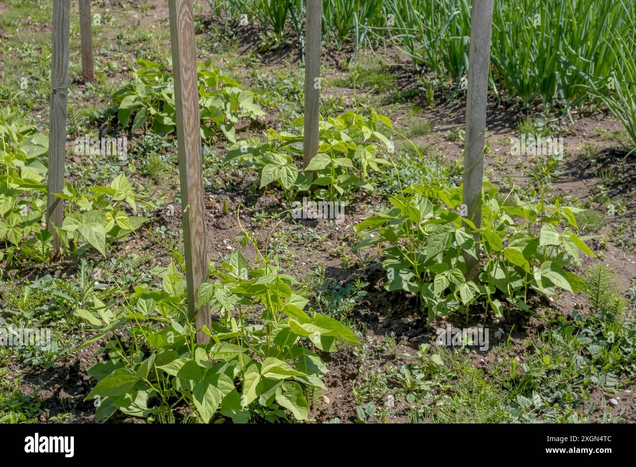 Planting runner bean plants hi-res stock photography and images - Alamy