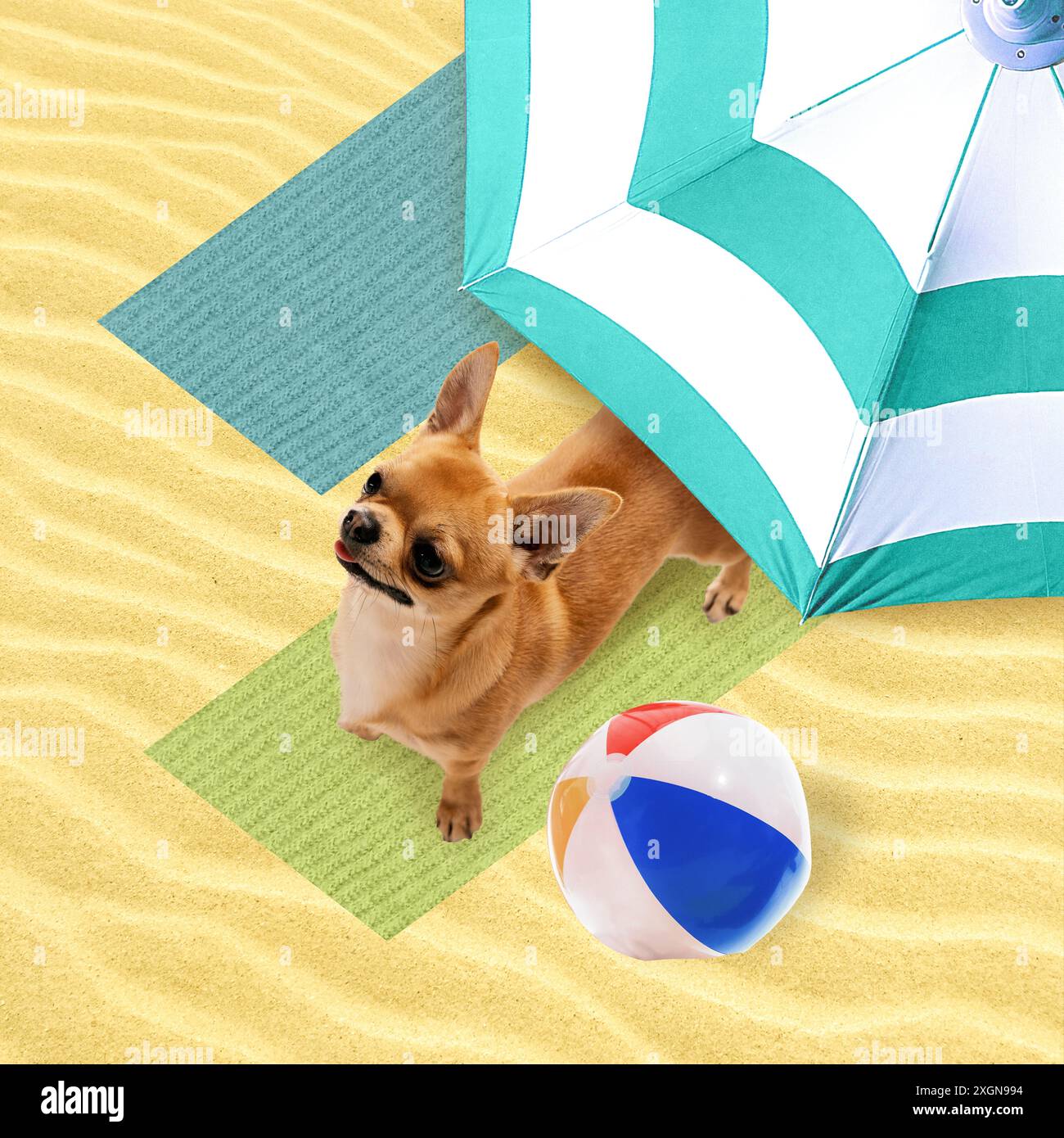 Chihuahua at beach hi res stock photography and images Page 11 Alamy