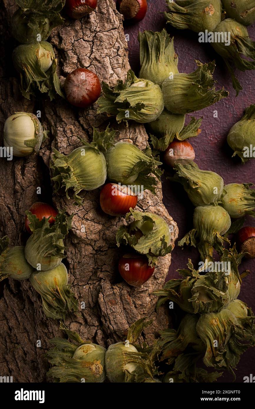 Fresh, green hazelnuts, close-up, on the bark of a walnut tree, uncleaned, top view, rustic, no people Stock Photo