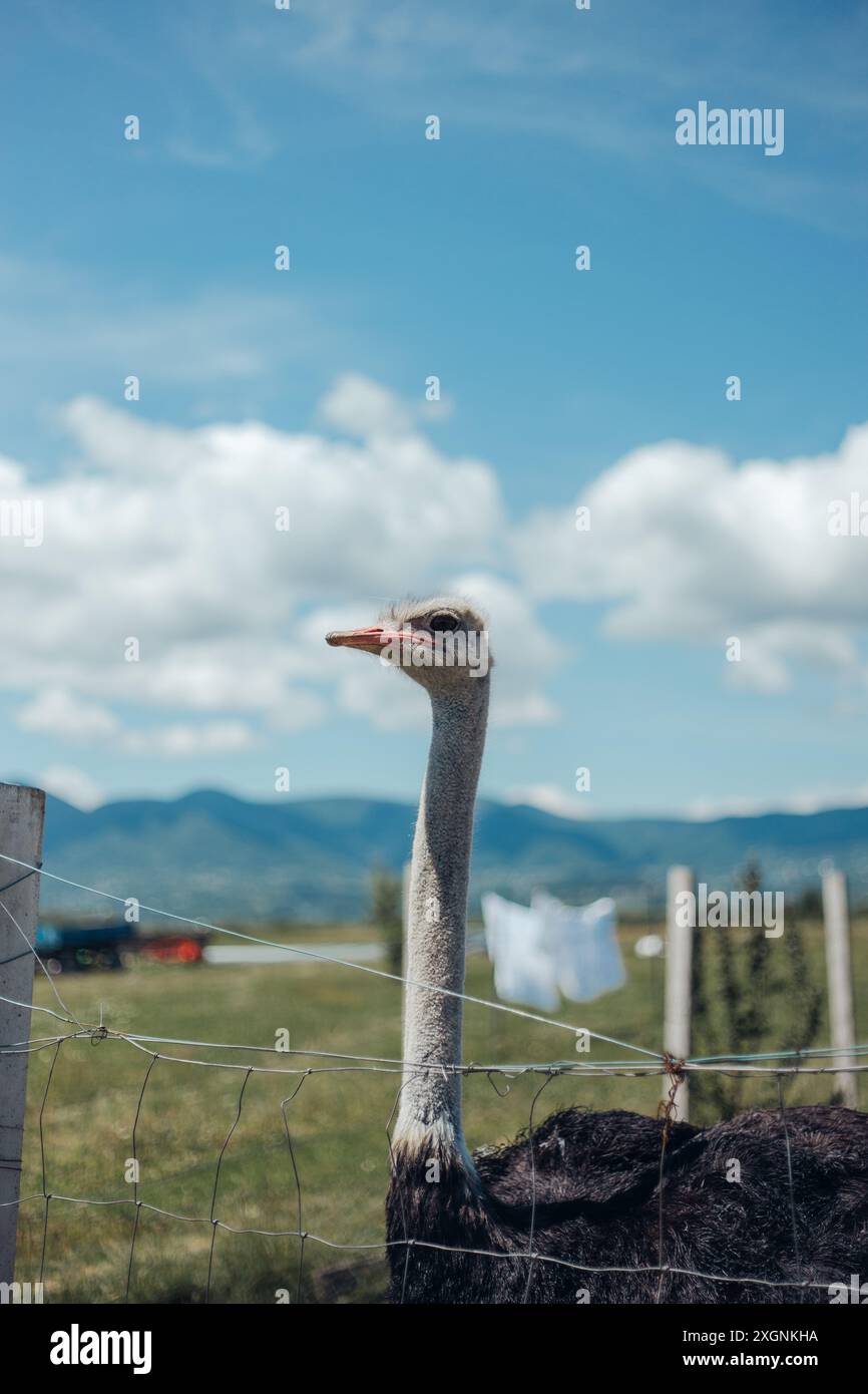 ostrich on the walk Stock Photo